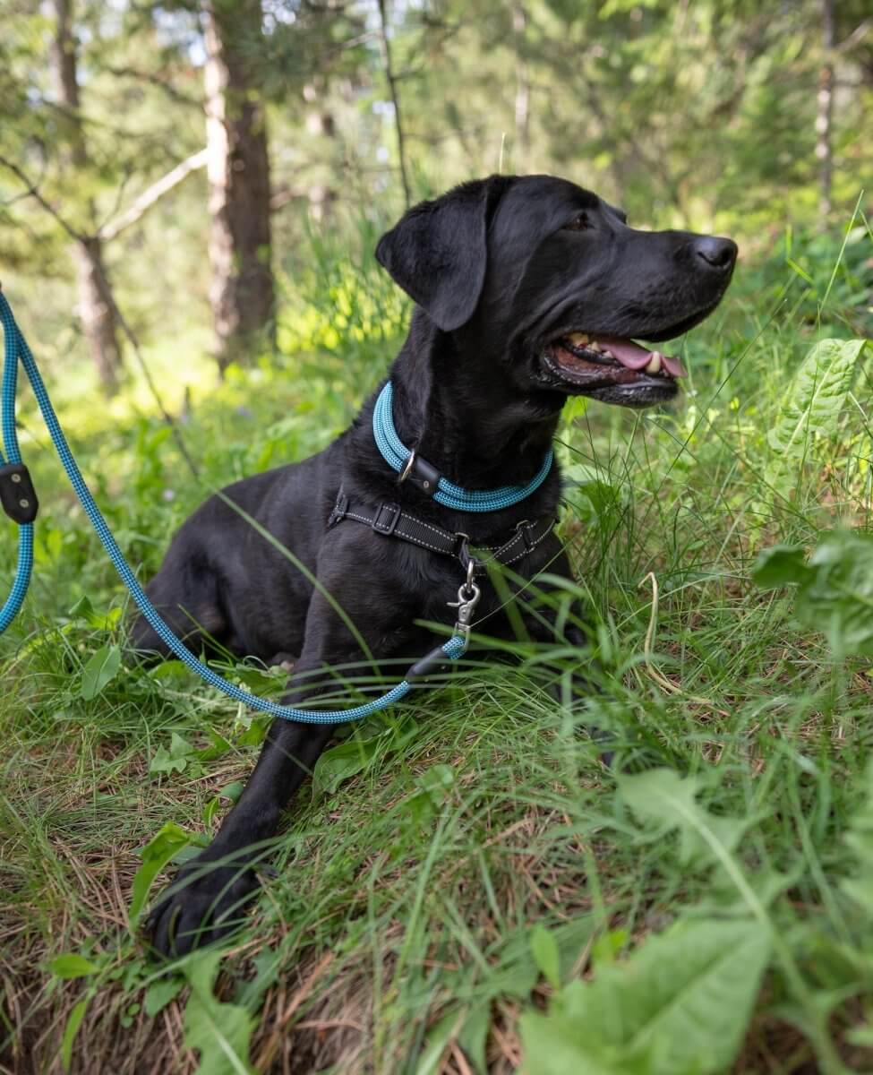 Collar vs. Harness - Why Your Dog Needs Both