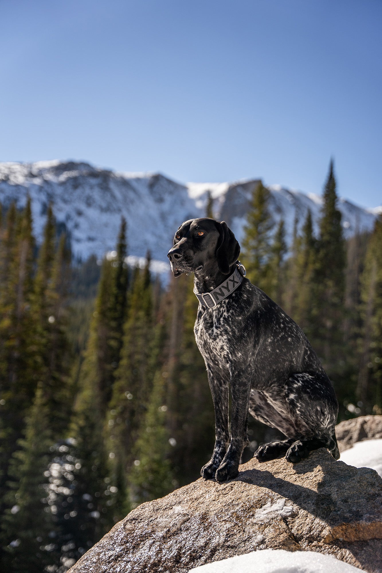 Winter hiking 2024 with dogs