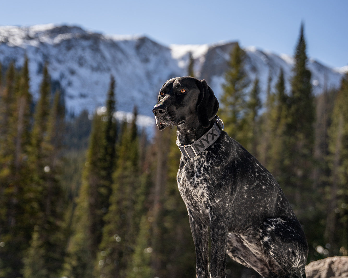 The Atlas Guide to Winter Hiking with Dogs