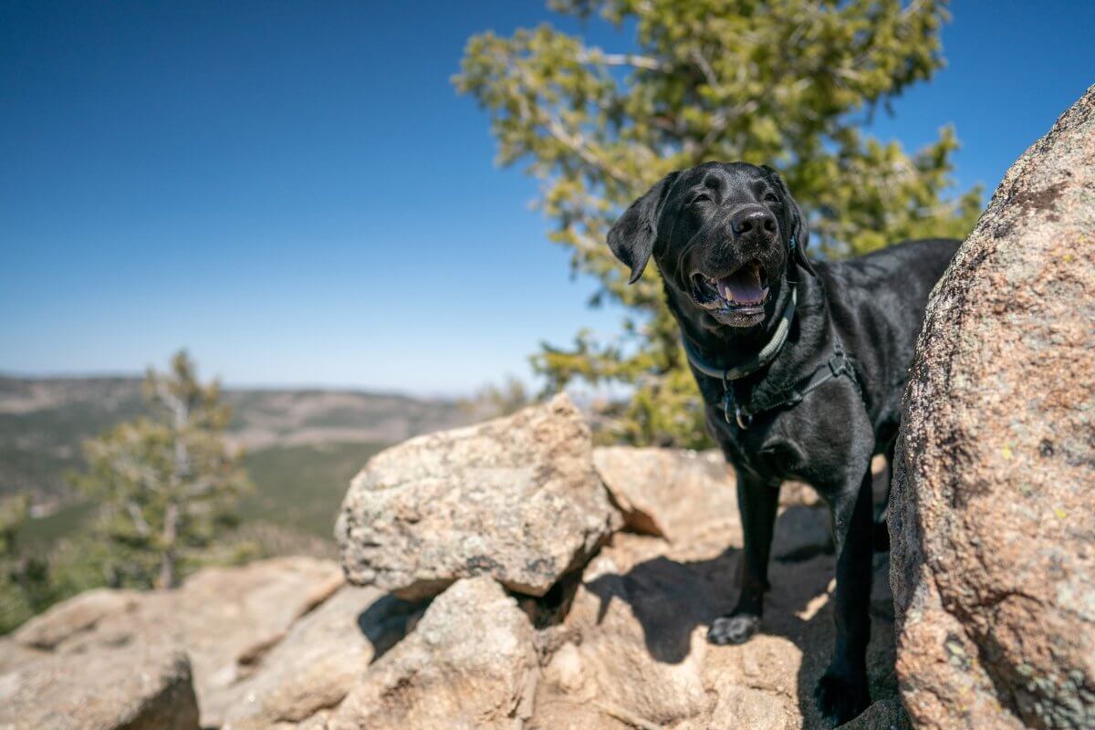 Dog hiking cheap company