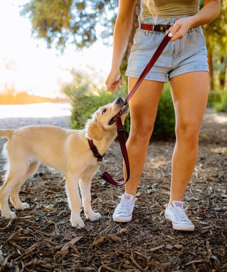 Is Your Retractable Dog Leash Dangerous? | Atlas Pet Company