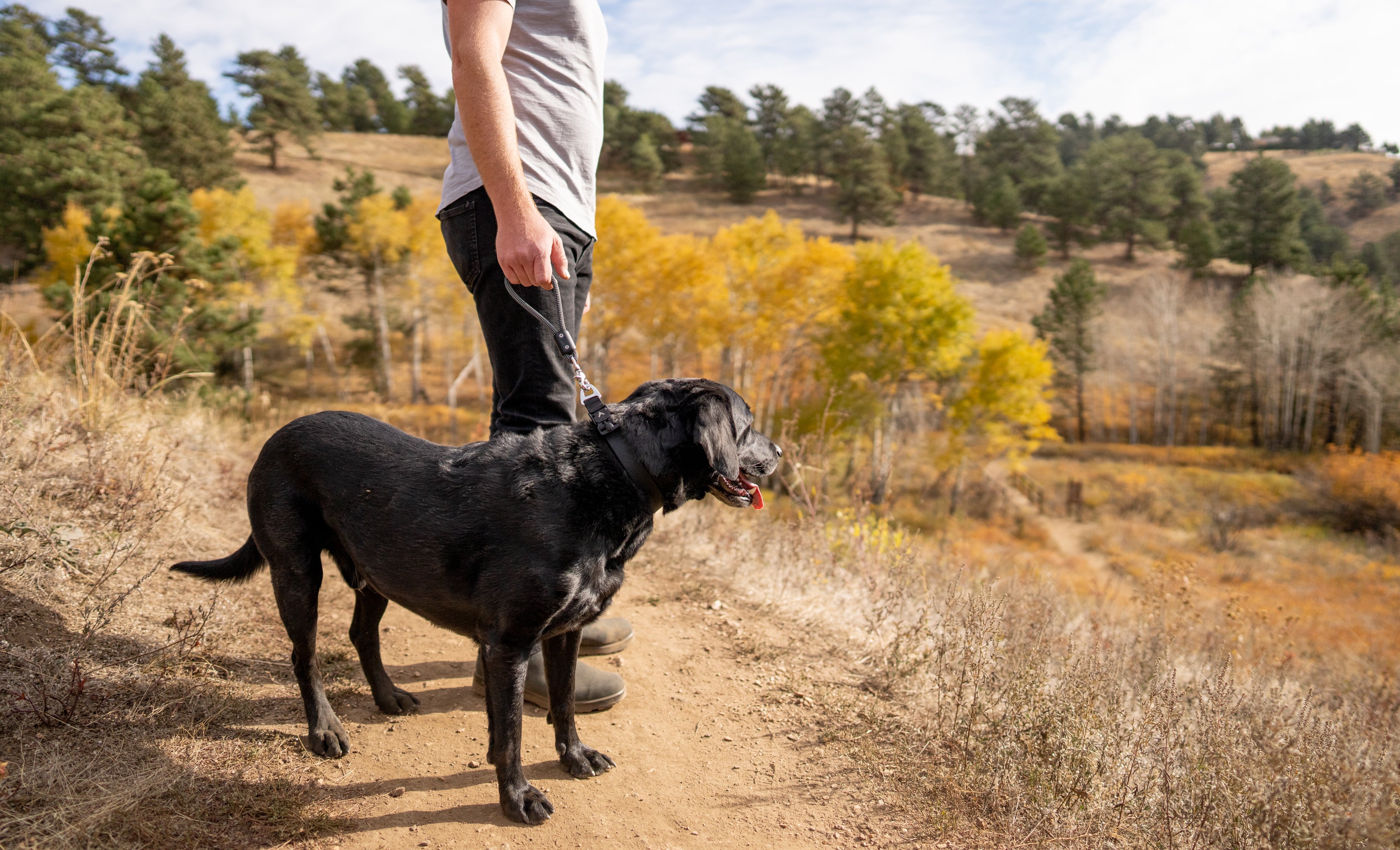 atlas pet company lifetime handle clipped to black lab standing on the trail