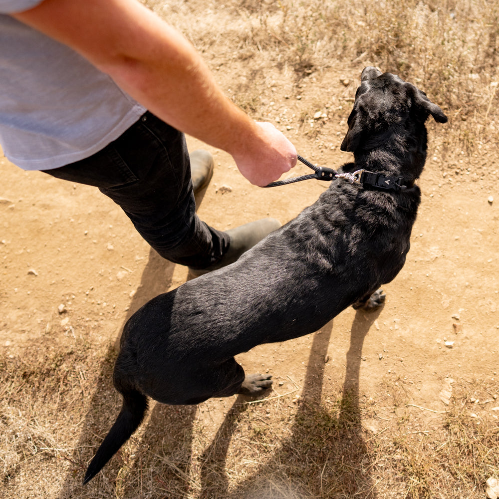 the atlas pet company lifetime handle clipped to a dog standing on trail with man