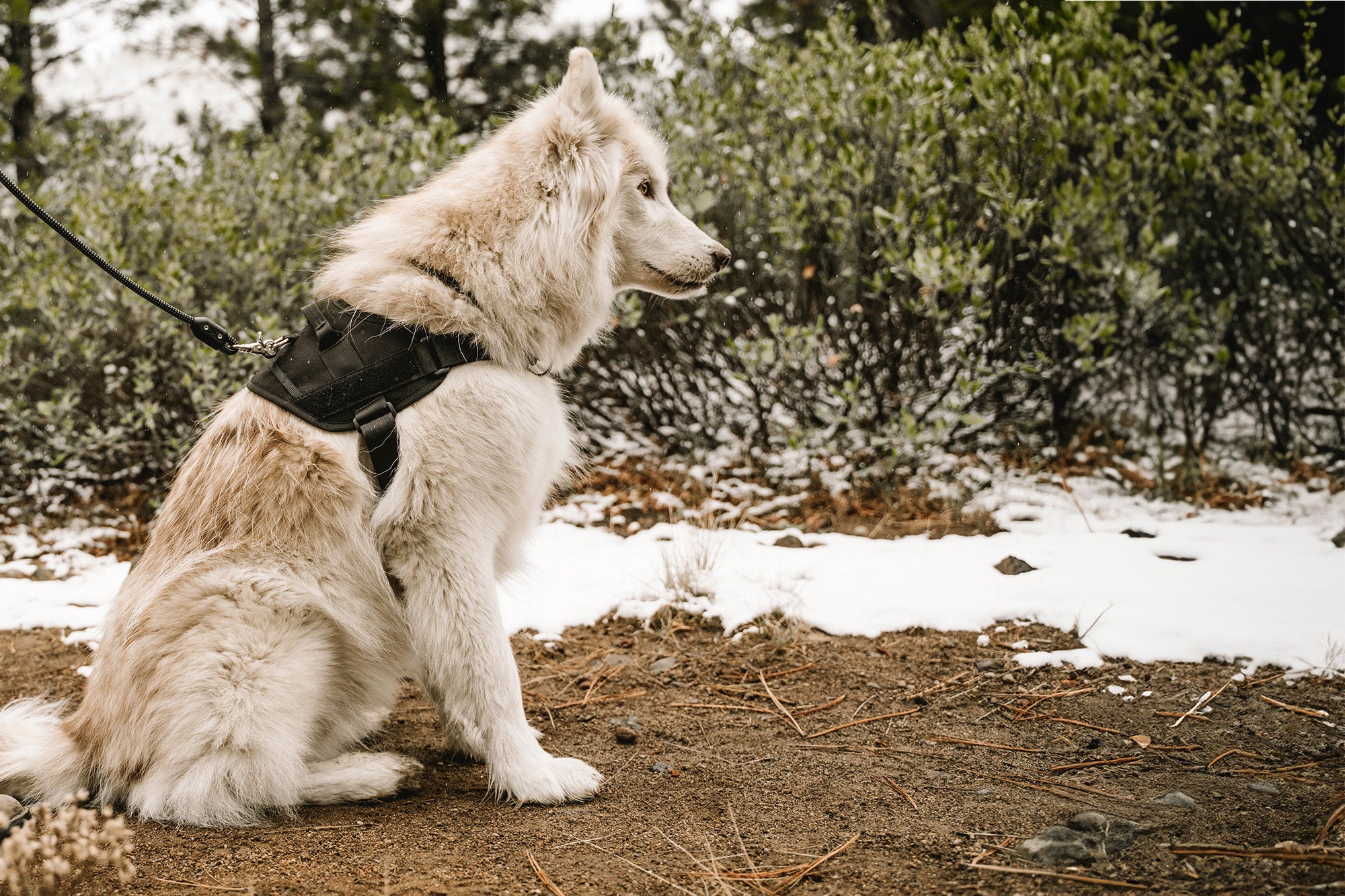 dog wearing the atlas pet company lifetime pro harness while sitting on snowy trail