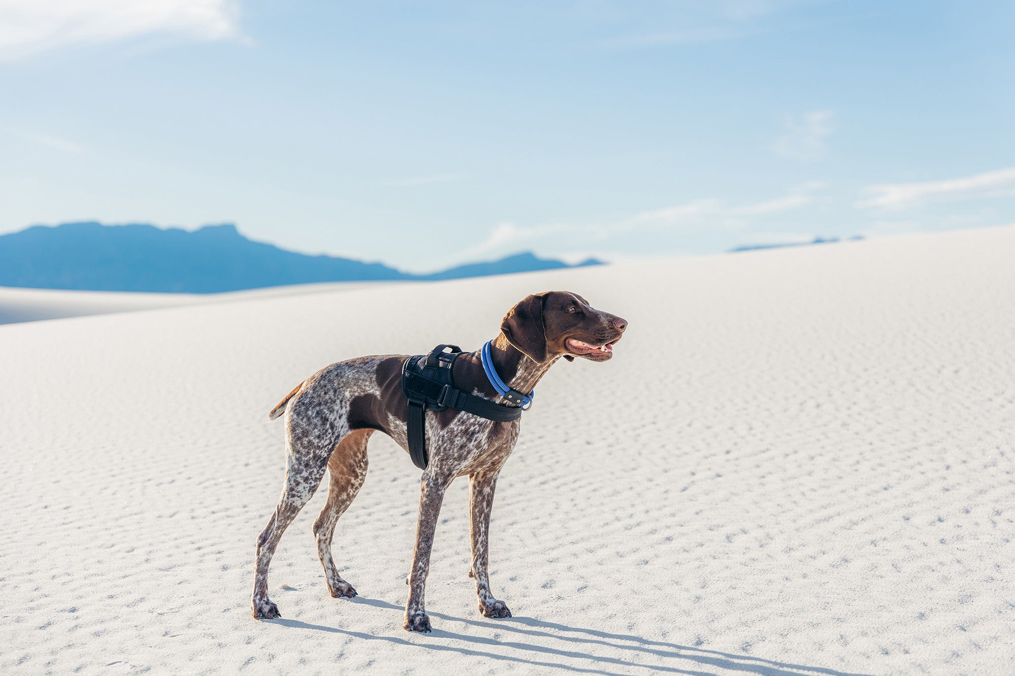dog wearing the atlas pet company lifetime pro harness tactical dog harness in the sandy desert with owner