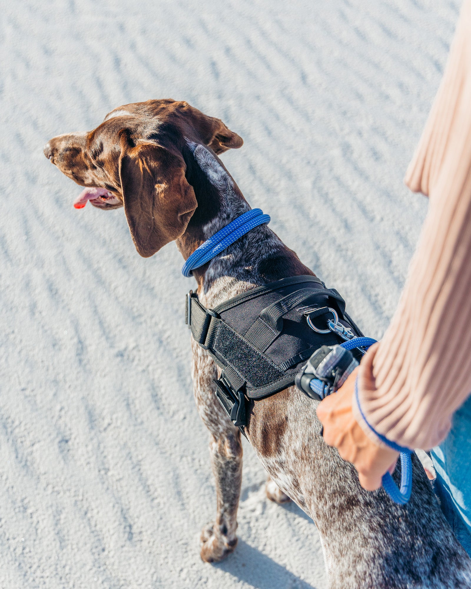 dog wearing the atlas pet company lifetime pro harness tactical dog harness in the sandy desert with owner
