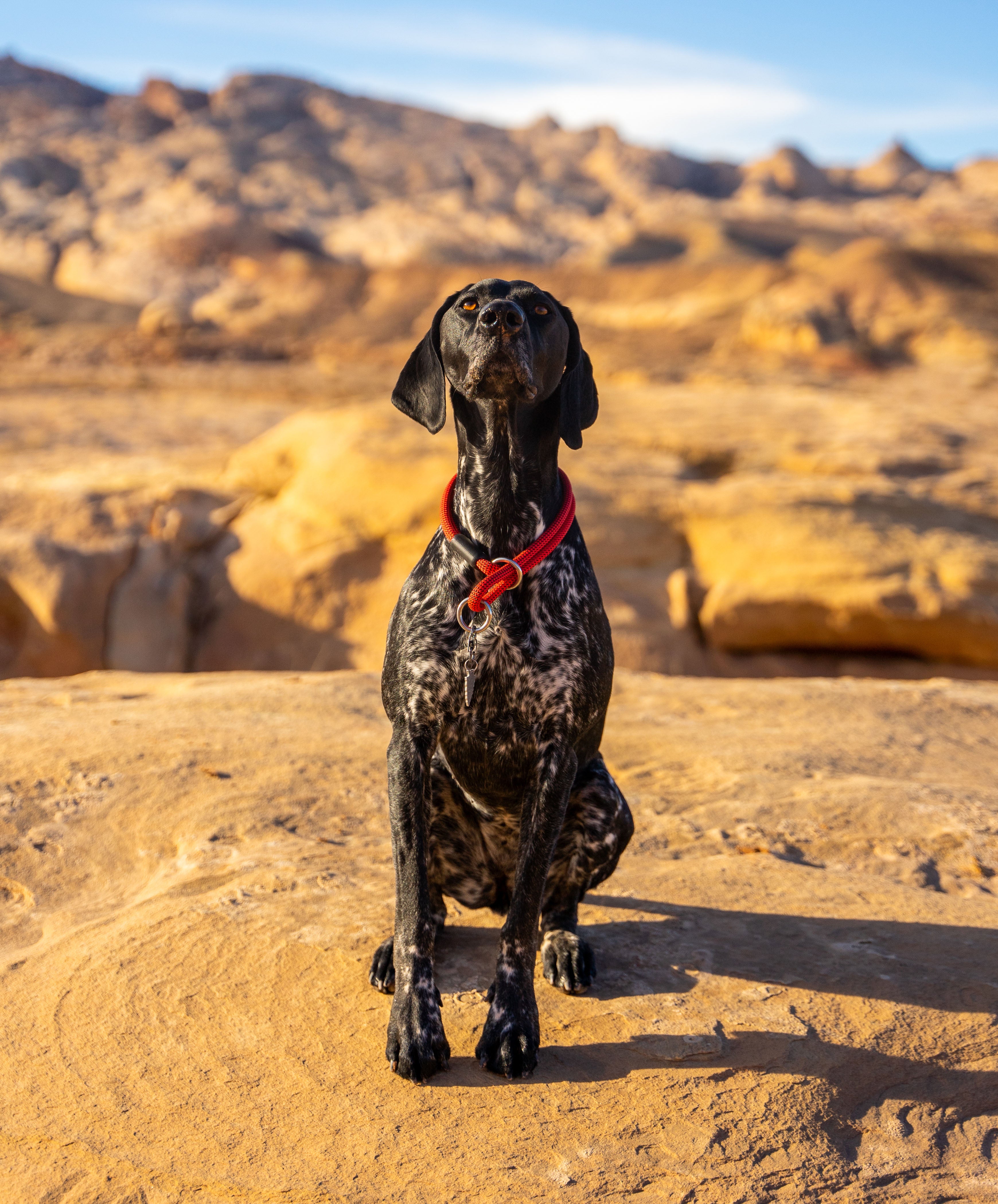 atlas pet company lifetime slip collar on german shorthair pointer in rock canyon with red rocks and white snow