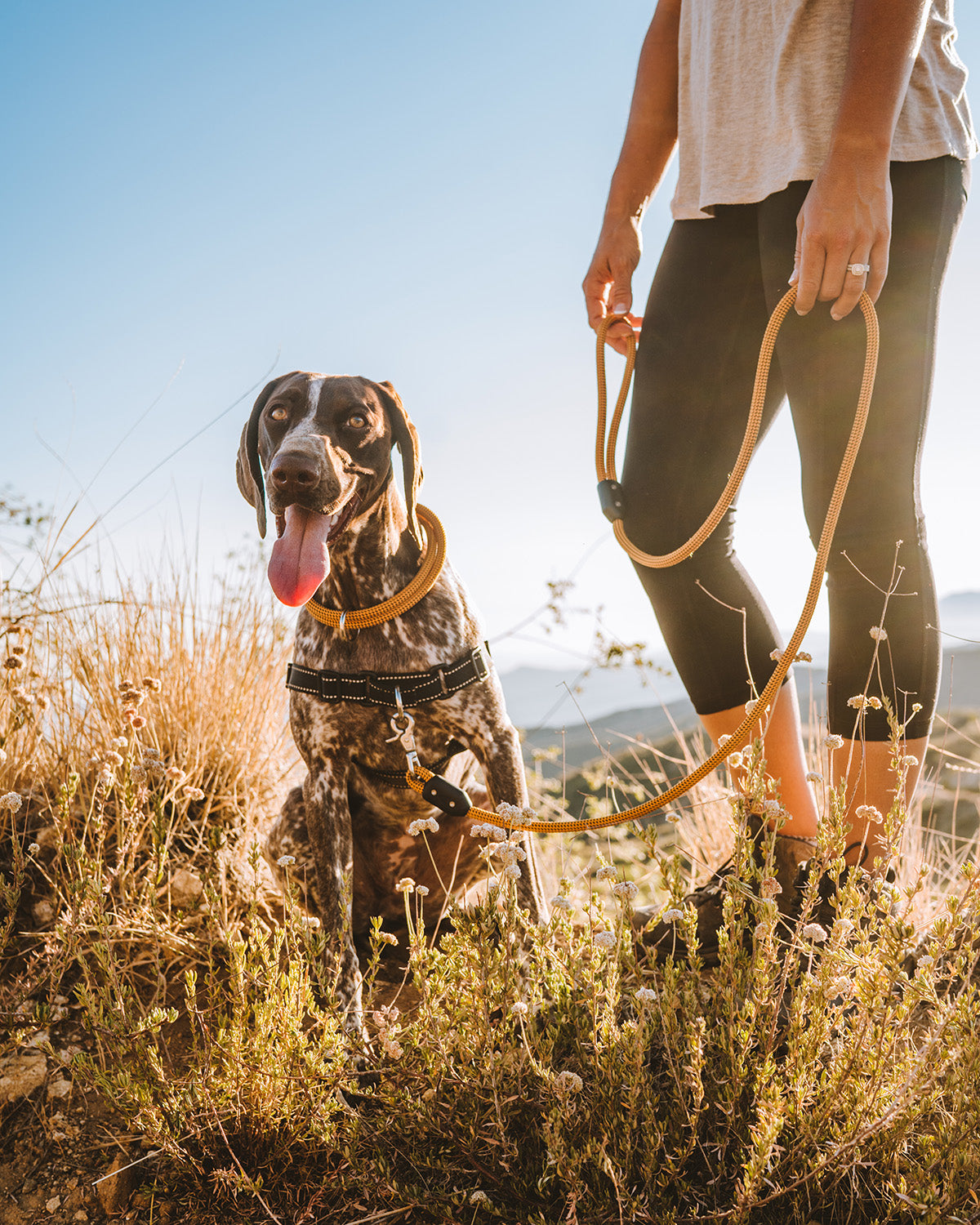 product page hero shots for leash with hiking with lifetime leash honey and german shorthair pointer