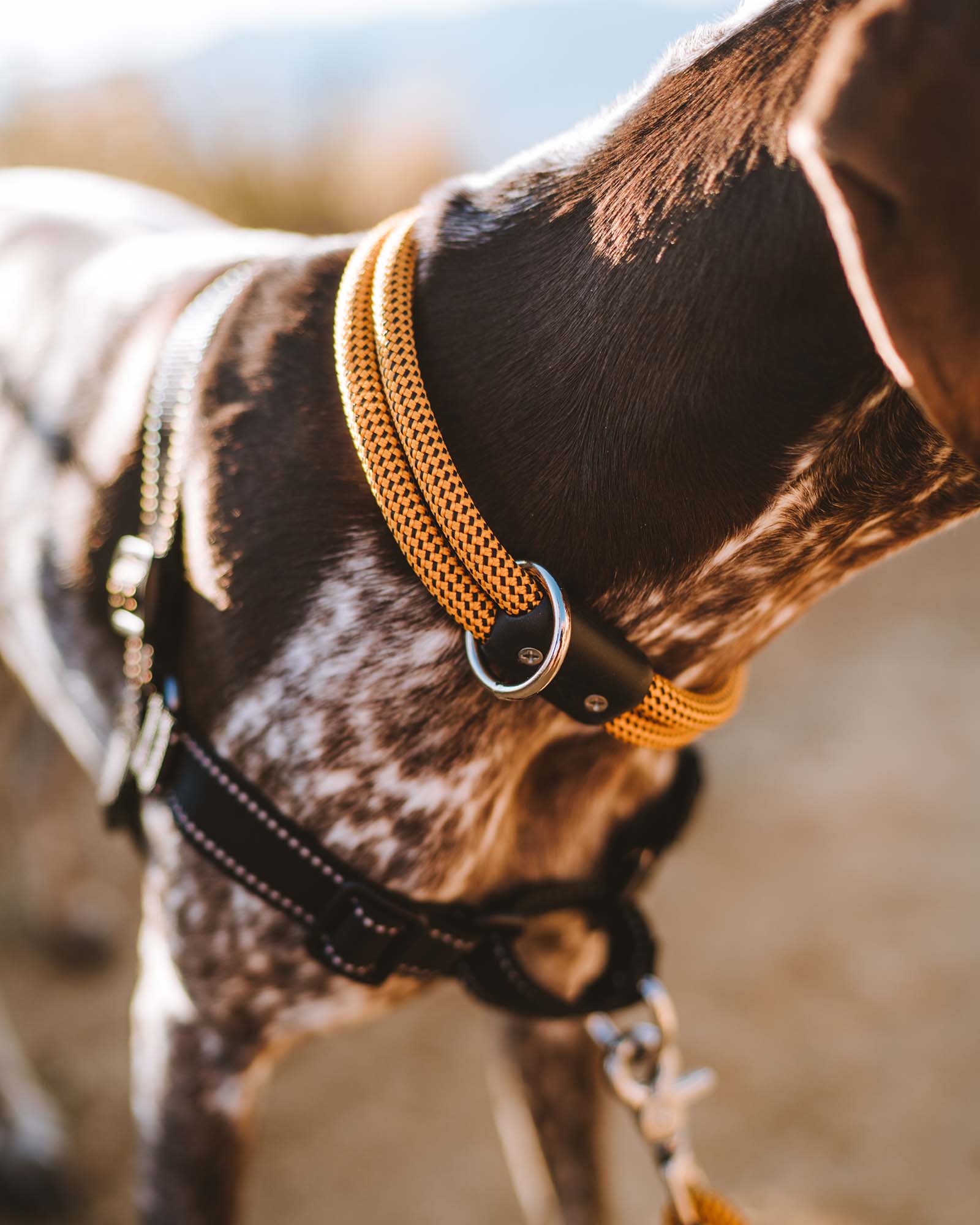 lifetime collar atlas pet company fixed-length rope collar in honey on german shorthair pointer on a hike in california mountains