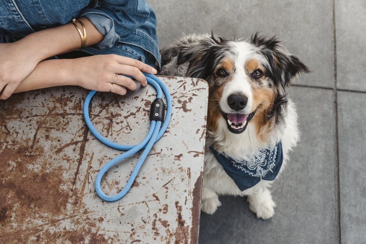 The Atlas-Approved List of the 5 Best Dog-Friendly Offices in America | Atlas Pet Company