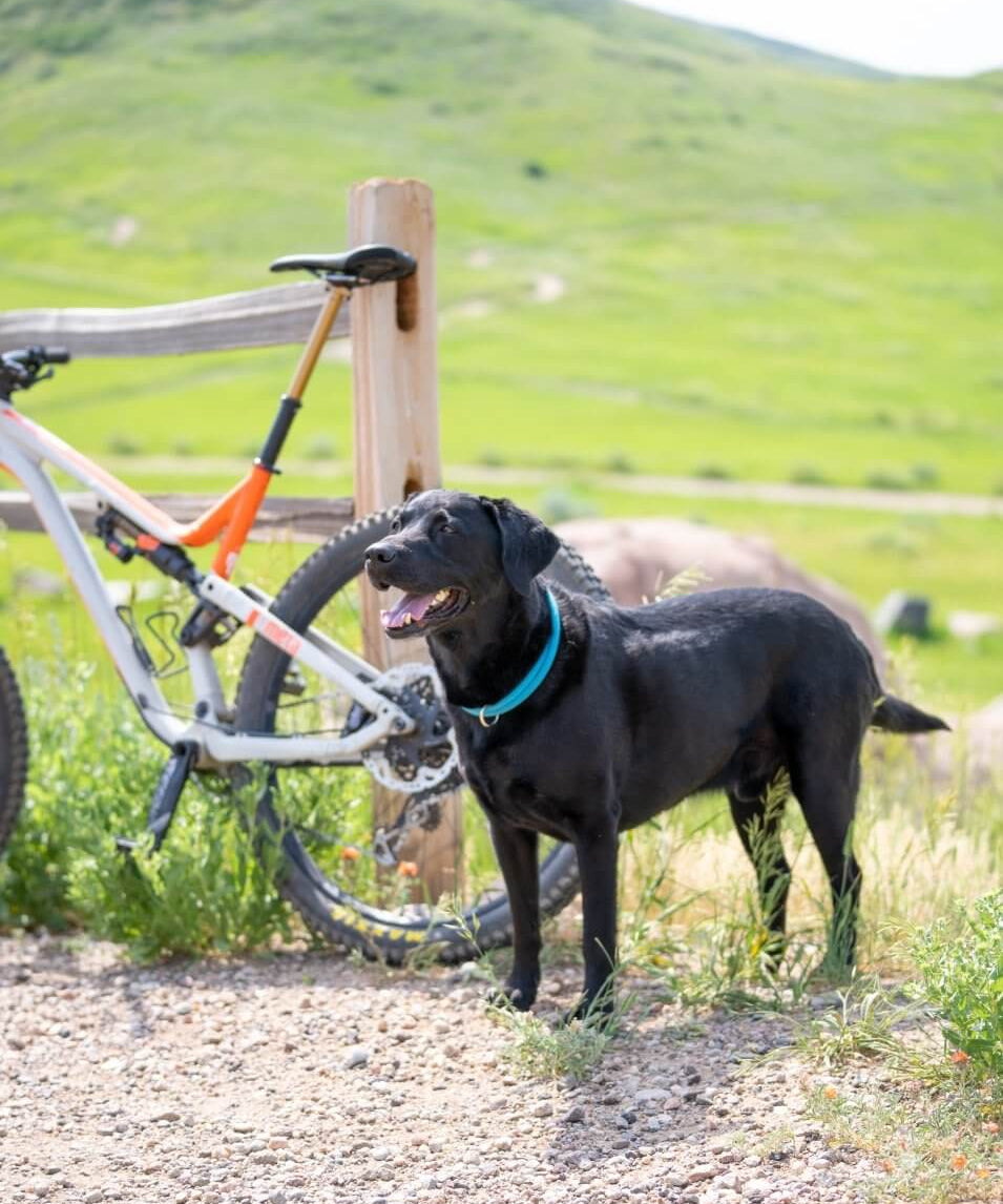 The Atlas Guide to Biking with your Dog | Atlas Pet Company