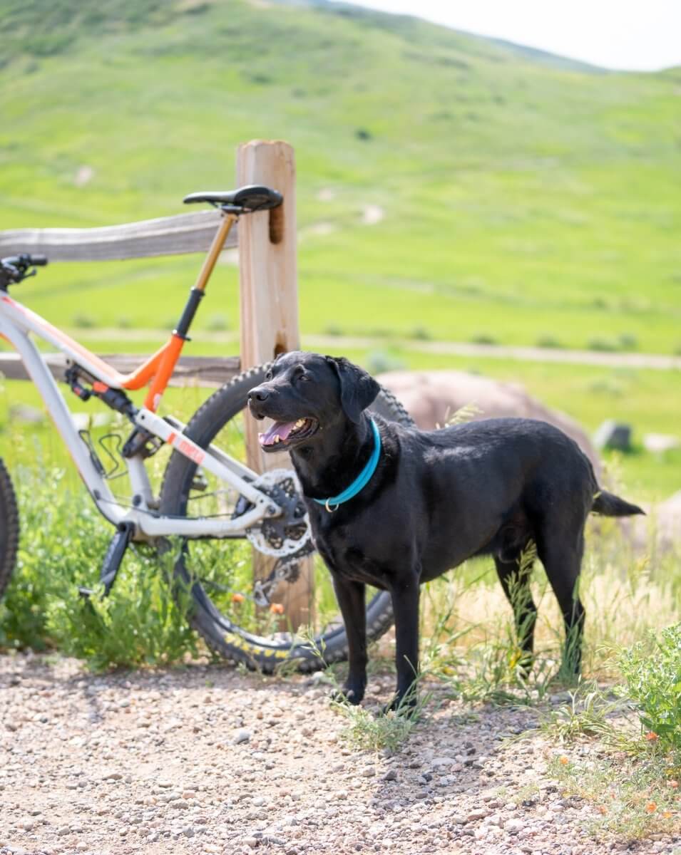 The Atlas Guide to Biking with your Dog | Atlas Pet Company
