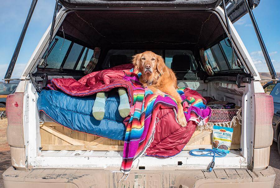 Tips & Tricks for Road tripping with your pup! | Atlas Pet Company