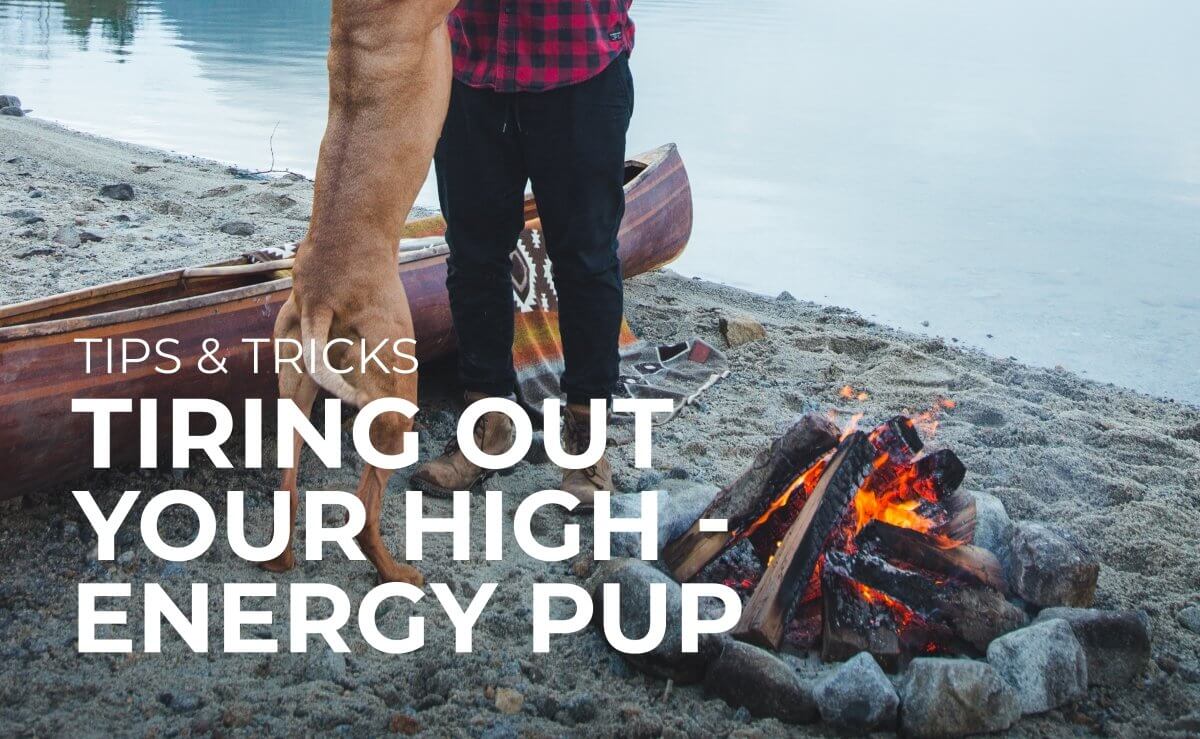 Tips and Tricks for Tiring Out Your High Energy Pup | Atlas Pet Company