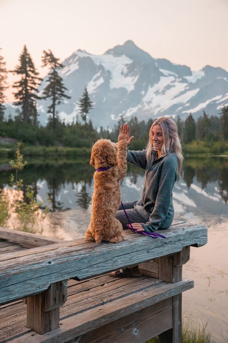 The Atlas Guide to Camping with Dogs | Atlas Pet Company