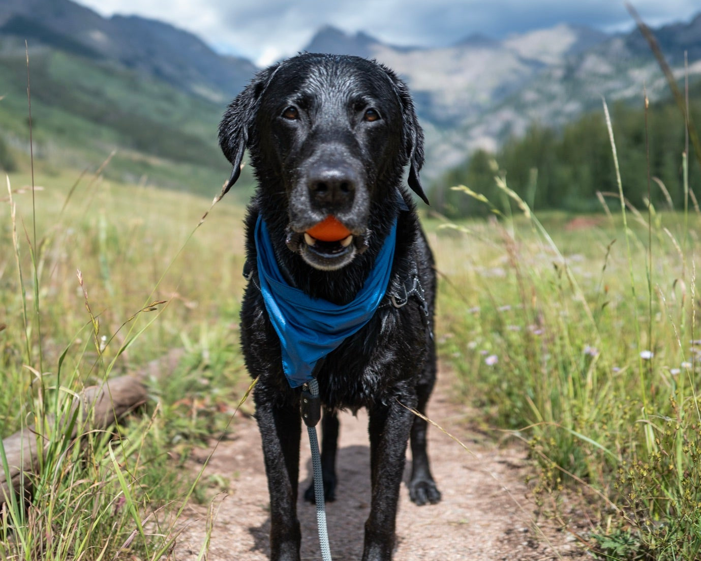 Atlas, a black Labrador, on an Atlas Pet Company climbing rope leash holding a ball on an alpine trail in the Colorado Rockies