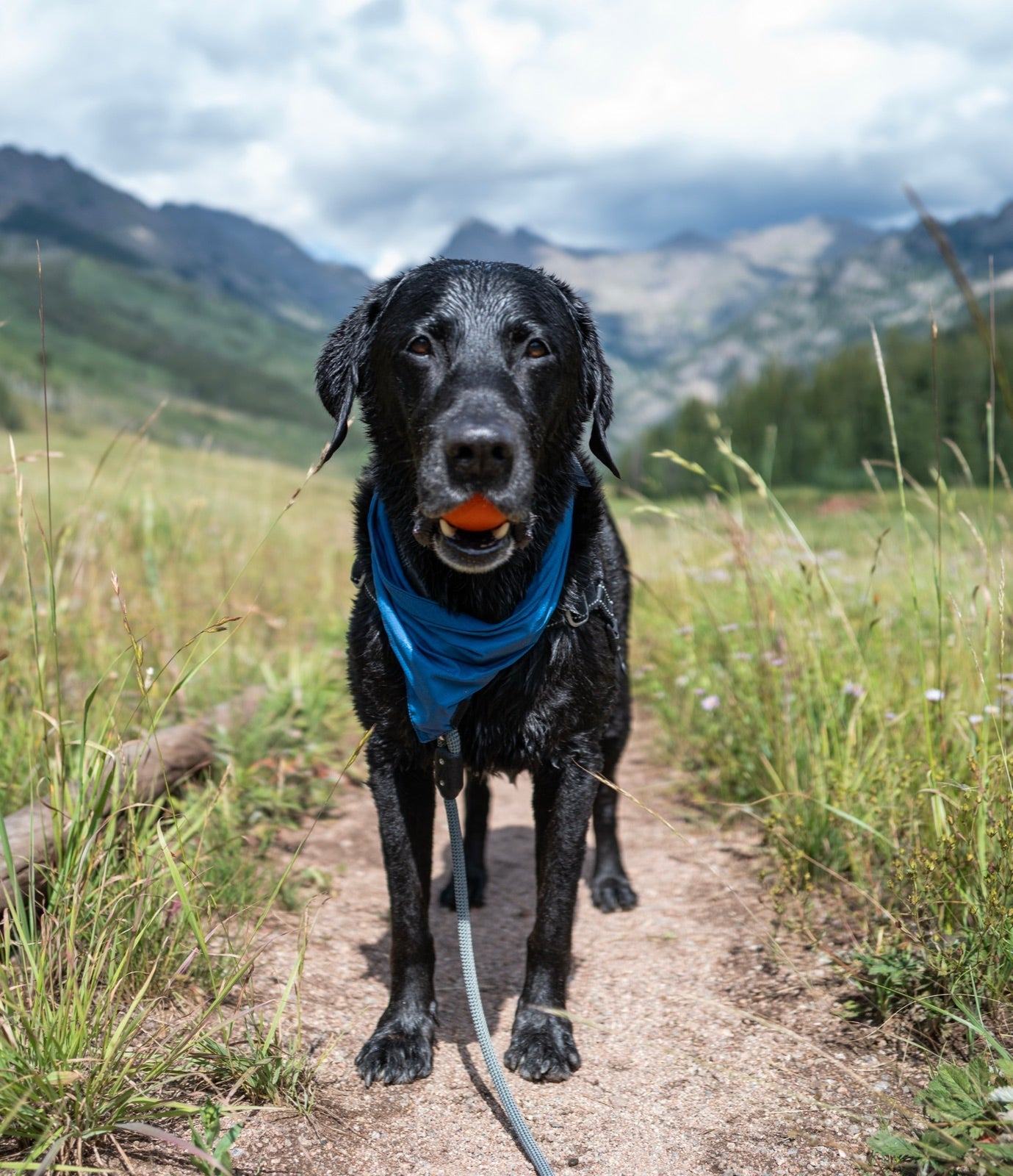 Atlas, a black Labrador, on an Atlas Pet Company climbing rope leash holding a ball on an alpine trail in the Colorado Rockies