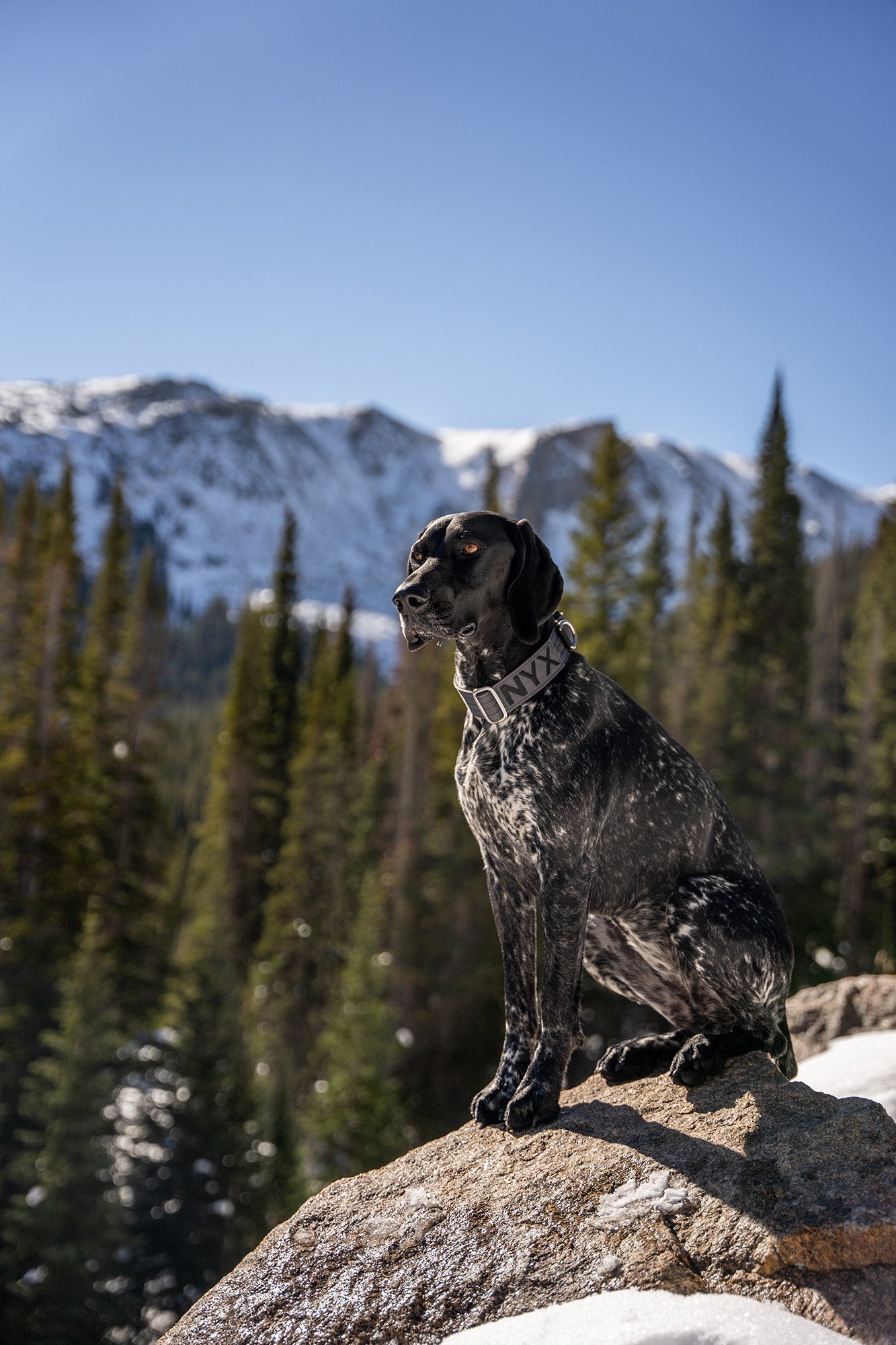 The Atlas Guide to Winter Hiking with Dogs