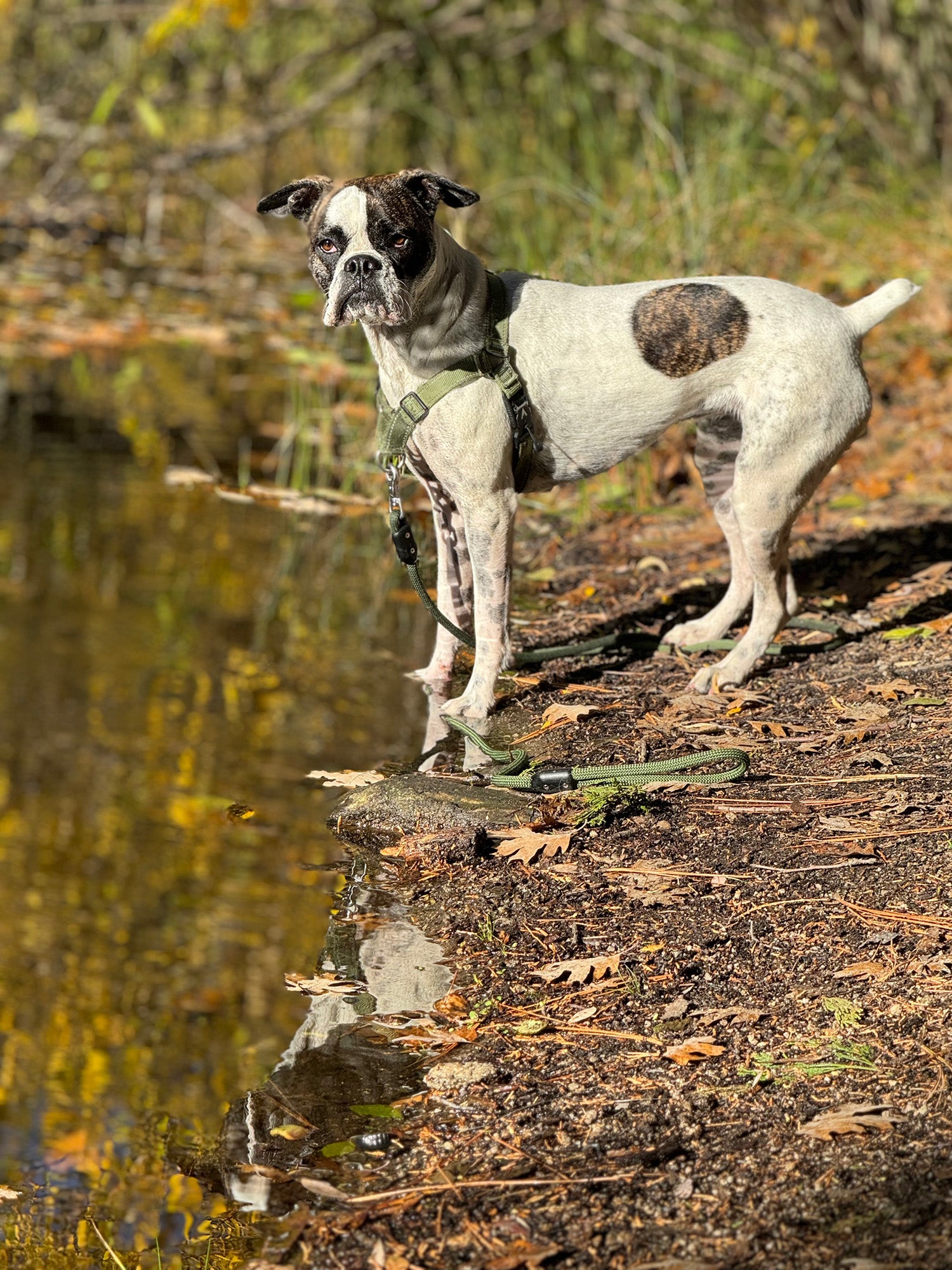 How to Choose and Fit a Dog Collar and Harness Atlas Pet Company