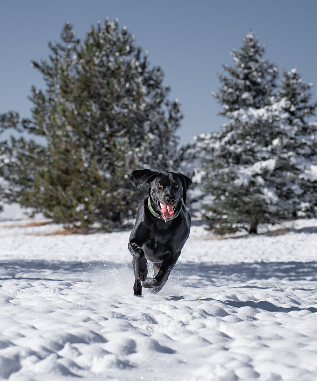 black dog running in the snow during the winter with atlas pet company lifetime collar on