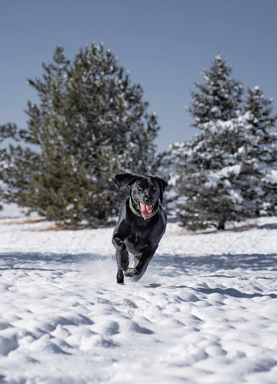 black dog running in the snow during the winter with atlas pet company lifetime collar on