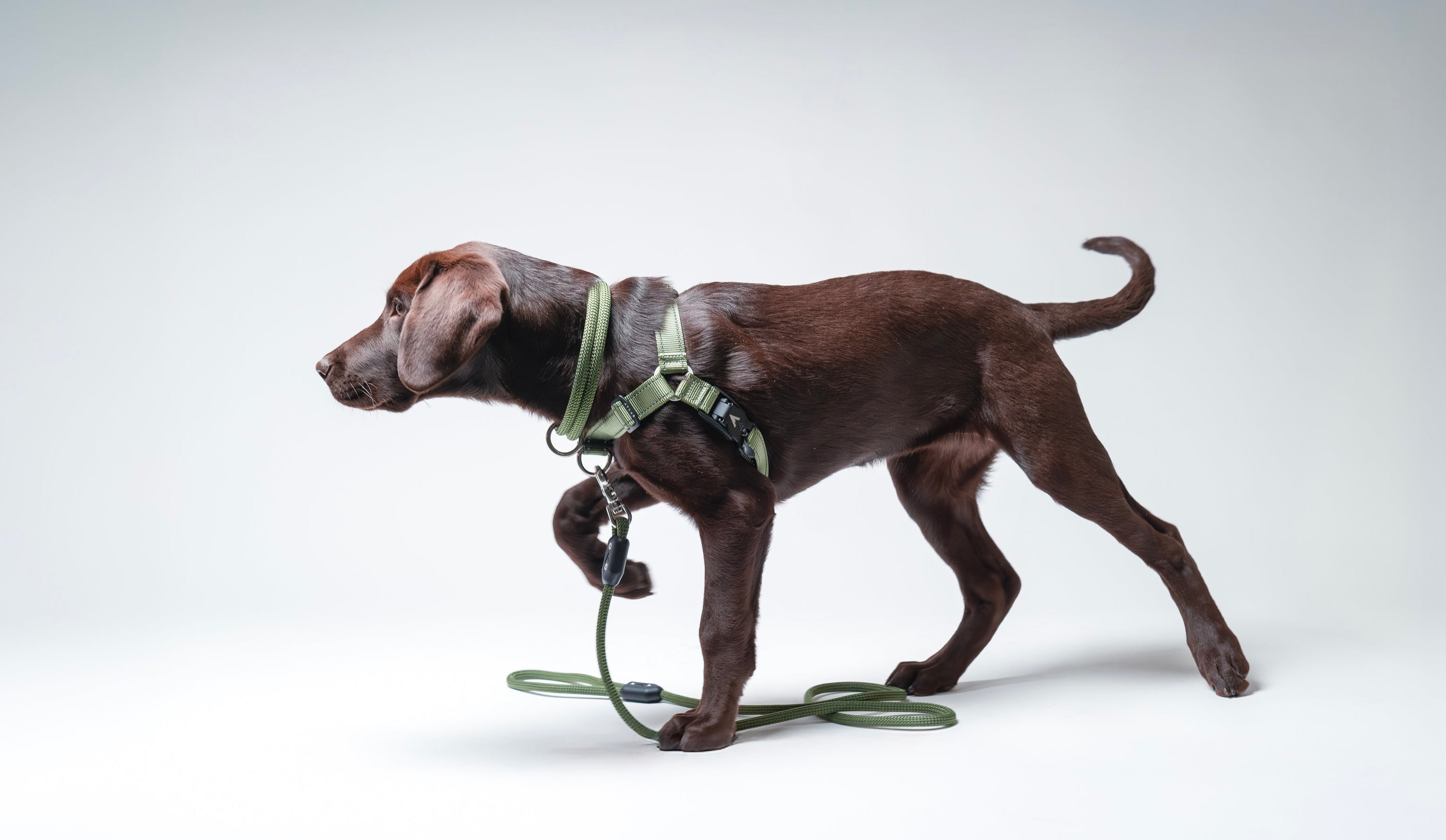 Best Dog Gear for Strong Pullers and Large Breeds
