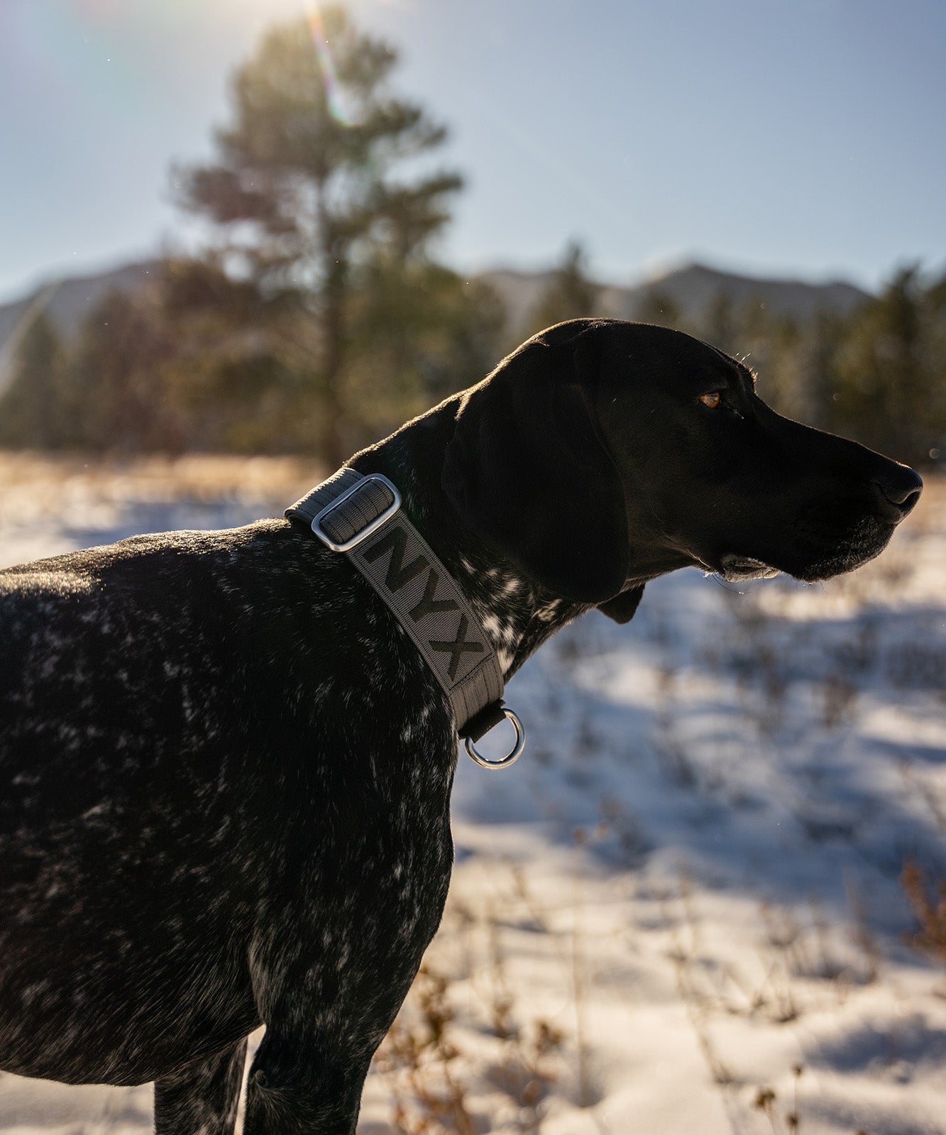 dog wearing the atlas pet company lifetime pro collar while standing in snowy field