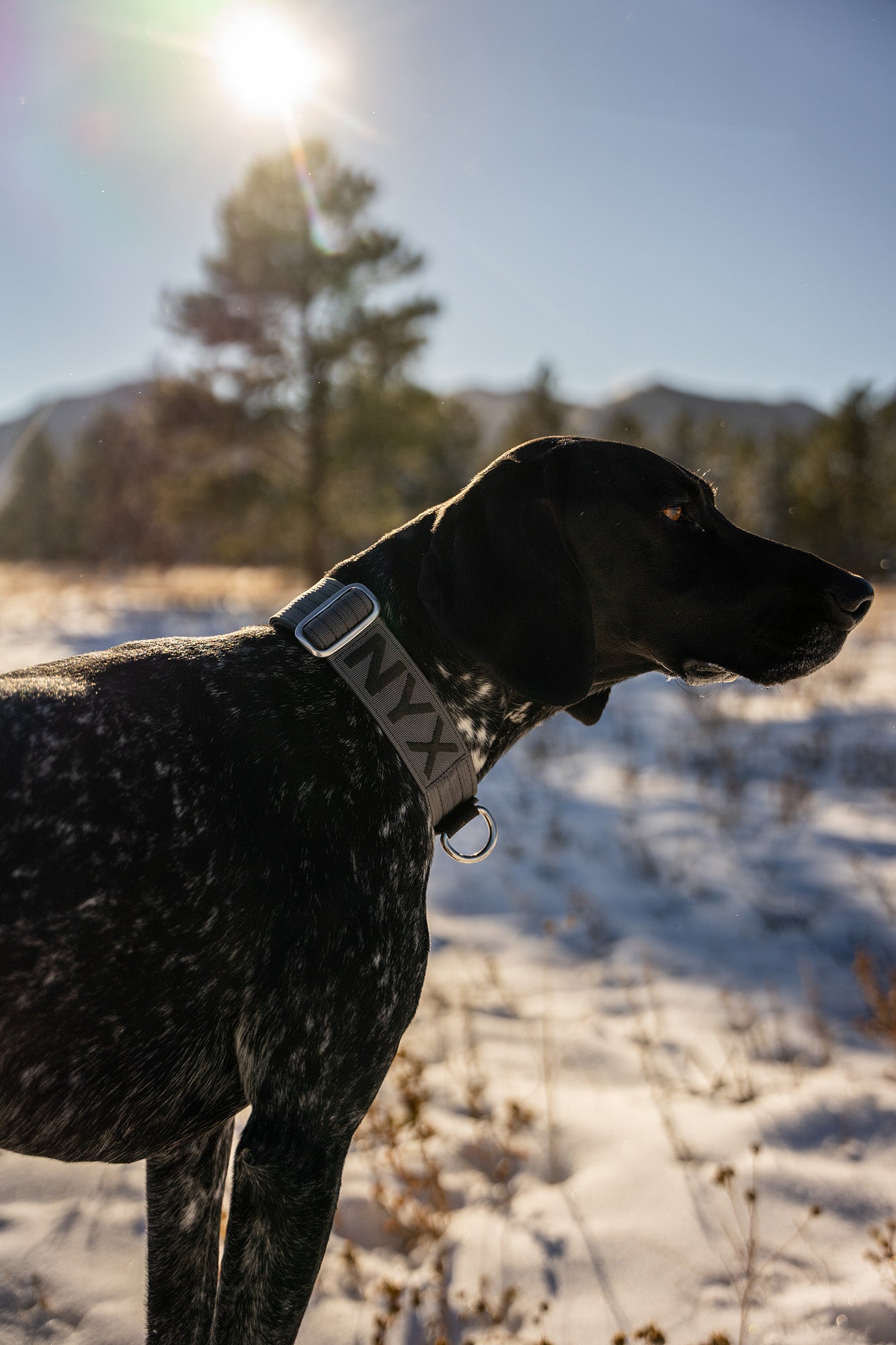 dog wearing the atlas pet company lifetime pro collar while standing in snowy field
