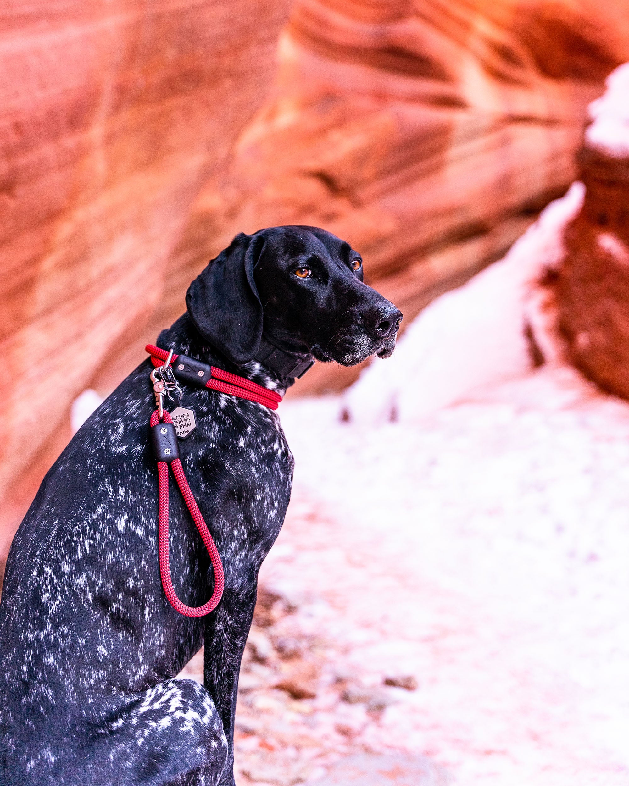 dog sitting in canyon made from red rock wearing the atlas pet company lifetime collar and handle