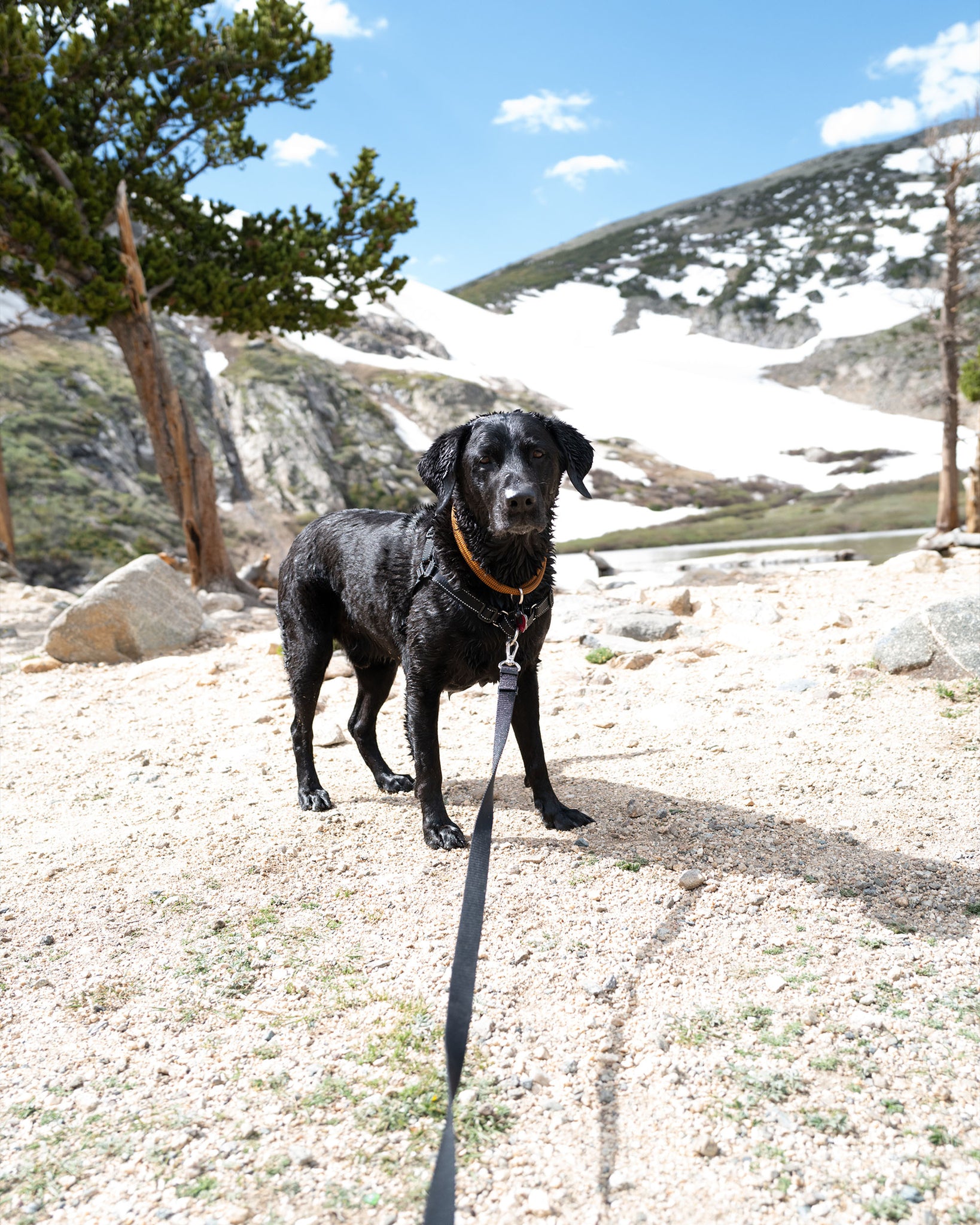 atlas the black lab standing at the base of a glacier lake