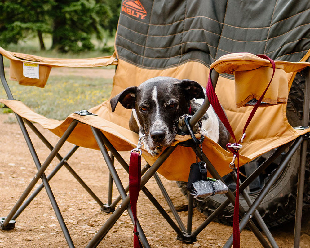 dog sitting in camp chair with atlas pet company lifetime lite leash