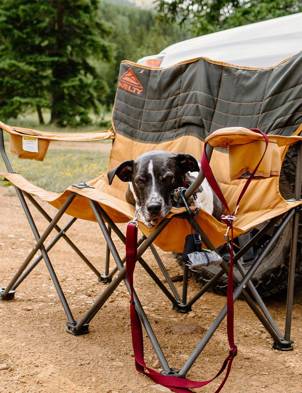dog sitting in camp chair with atlas pet company lifetime lite leash