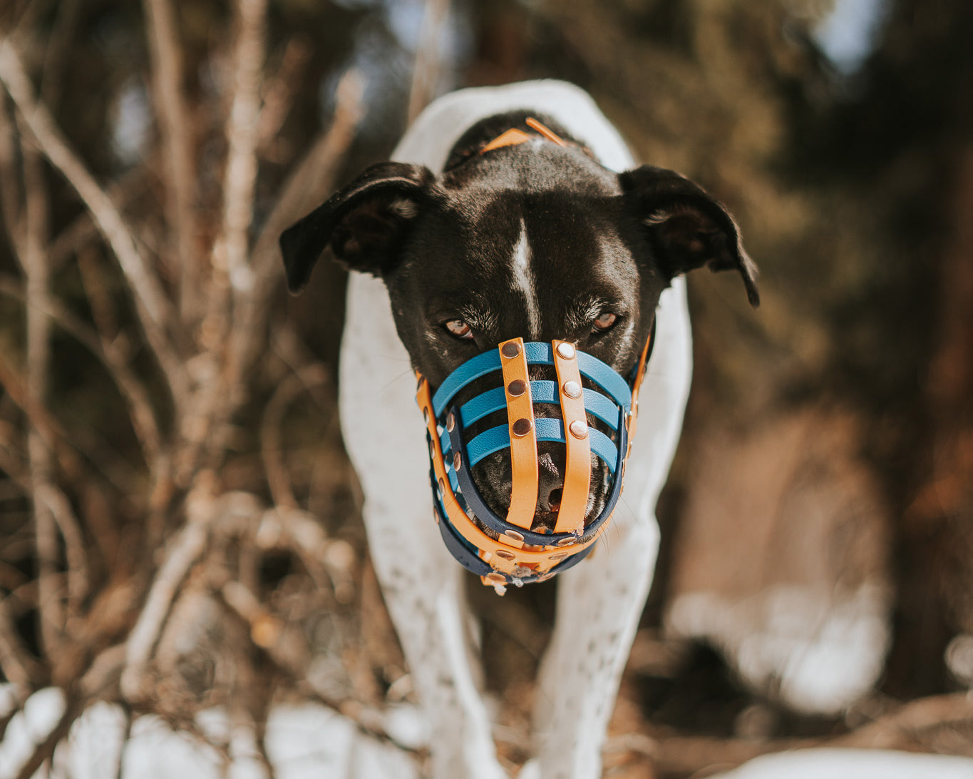 Muzzle Up - When & Why Some Dogs Use Muzzles