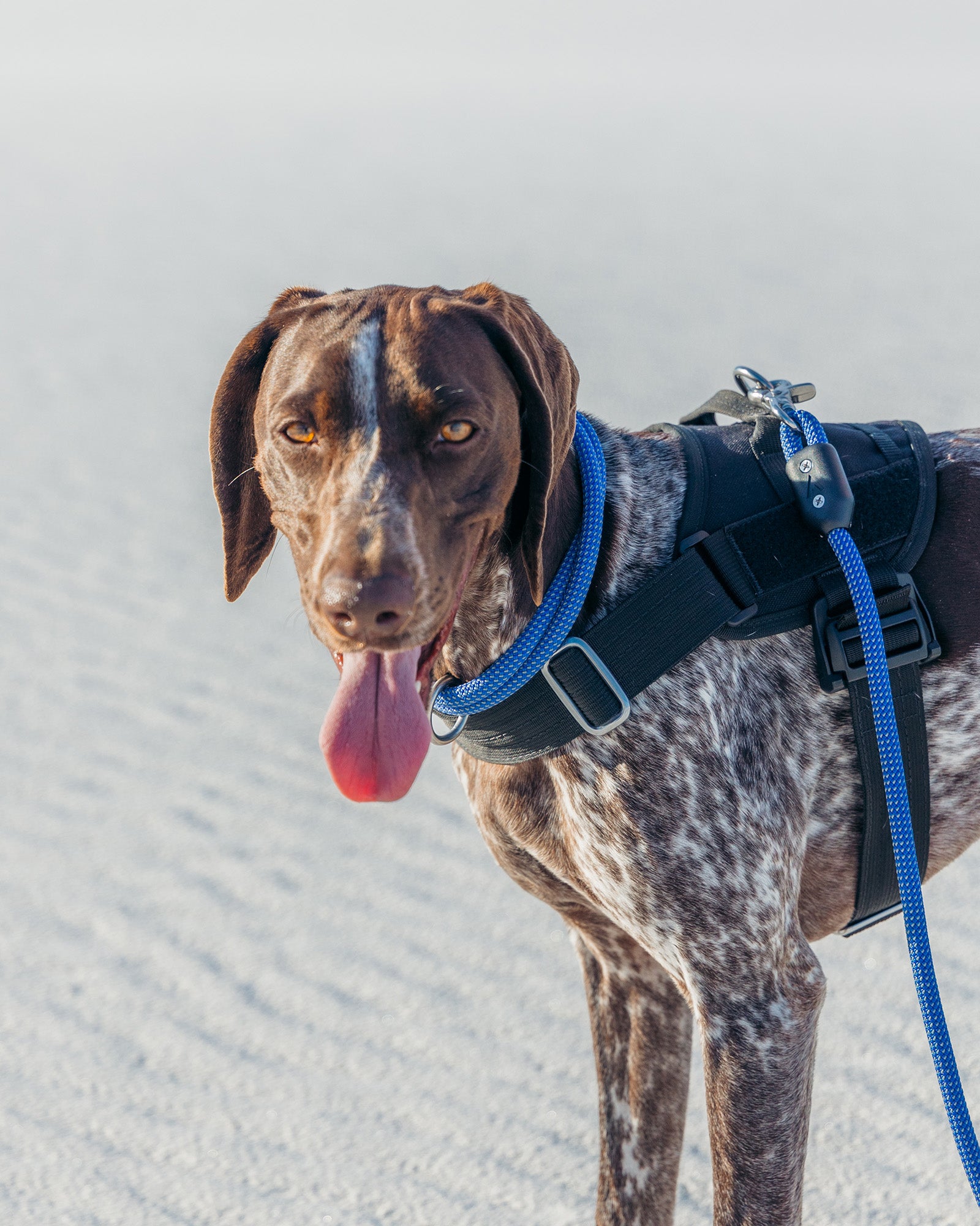 Dog wearing the Atlas Pet Company Lifetime Collar, Lifetime Pro Harness, Lifetime Leash in the sand