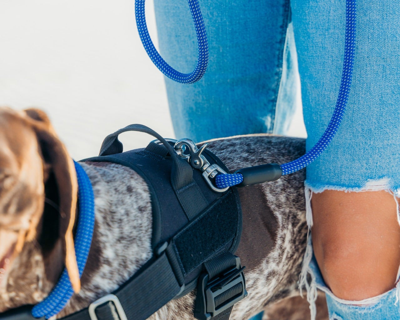 Close-up of an Atlas Pet Company climbing rope leash clipped to a harness D-ring with stainless steel hardware