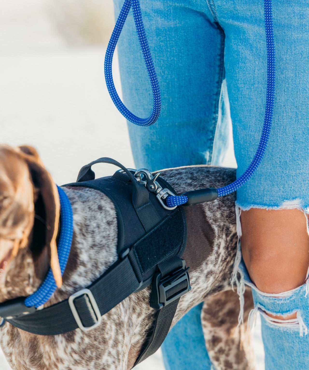 Close-up of an Atlas Pet Company climbing rope leash clipped to a harness D-ring with stainless steel hardware
