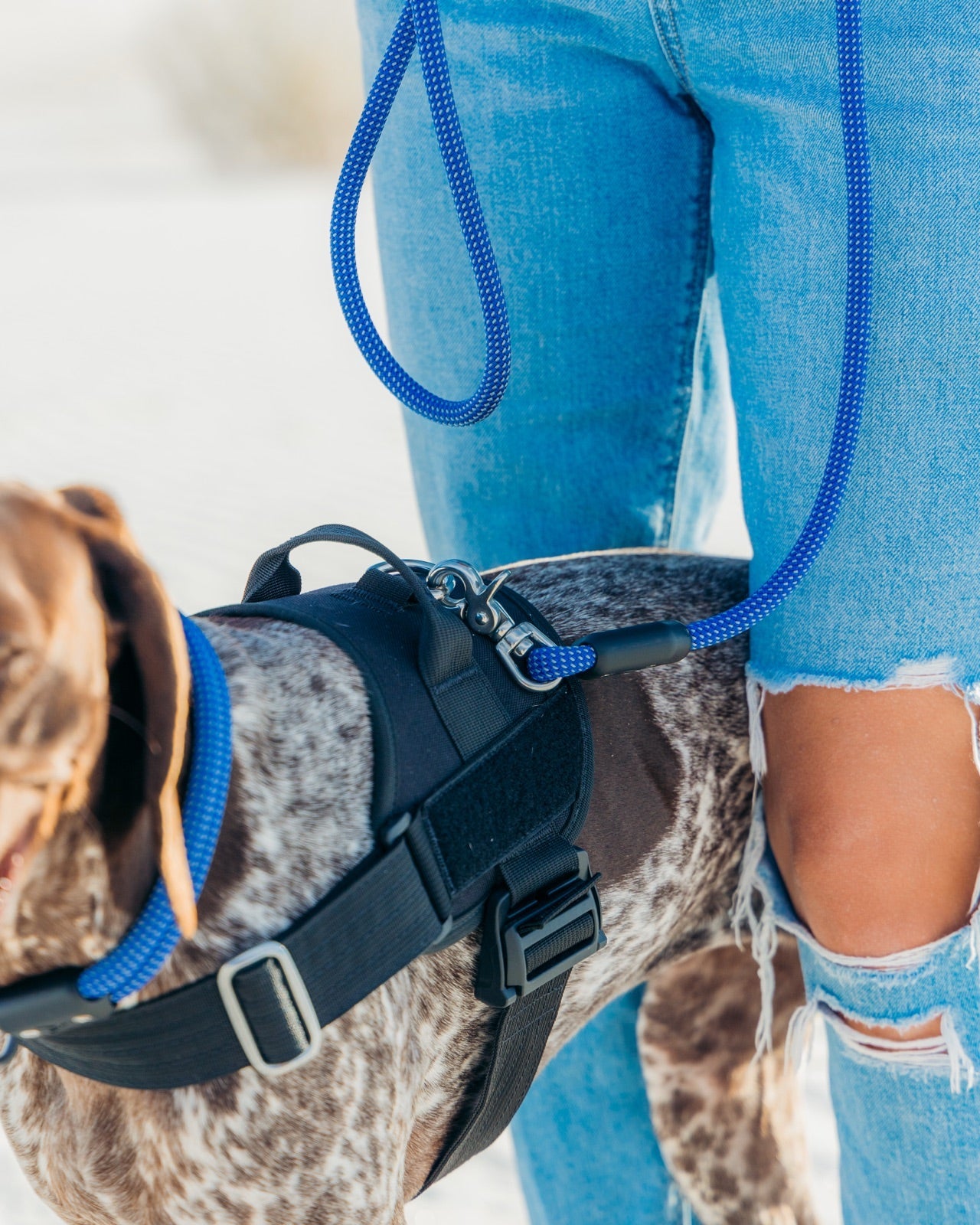 Close-up of an Atlas Pet Company climbing rope leash clipped to a harness D-ring with stainless steel hardware
