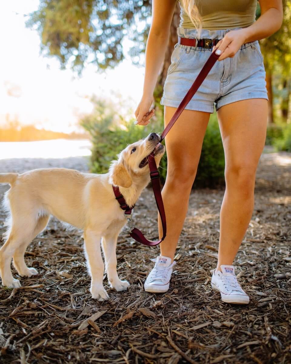 Is Your Retractable Dog Leash Dangerous? | Atlas Pet Company