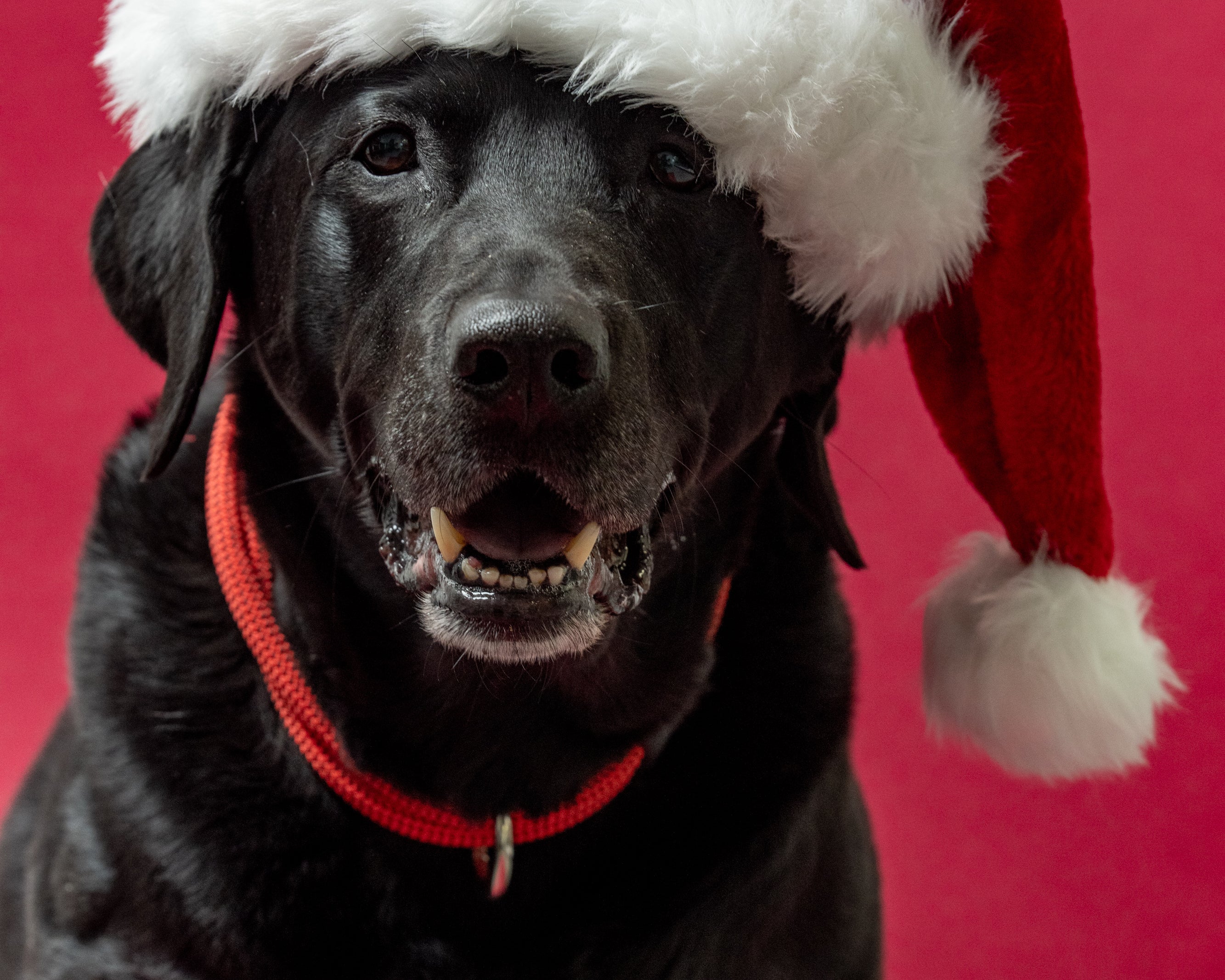 atlas the dog wearing a santa hat and atlas pet company lifetime collar in ruby