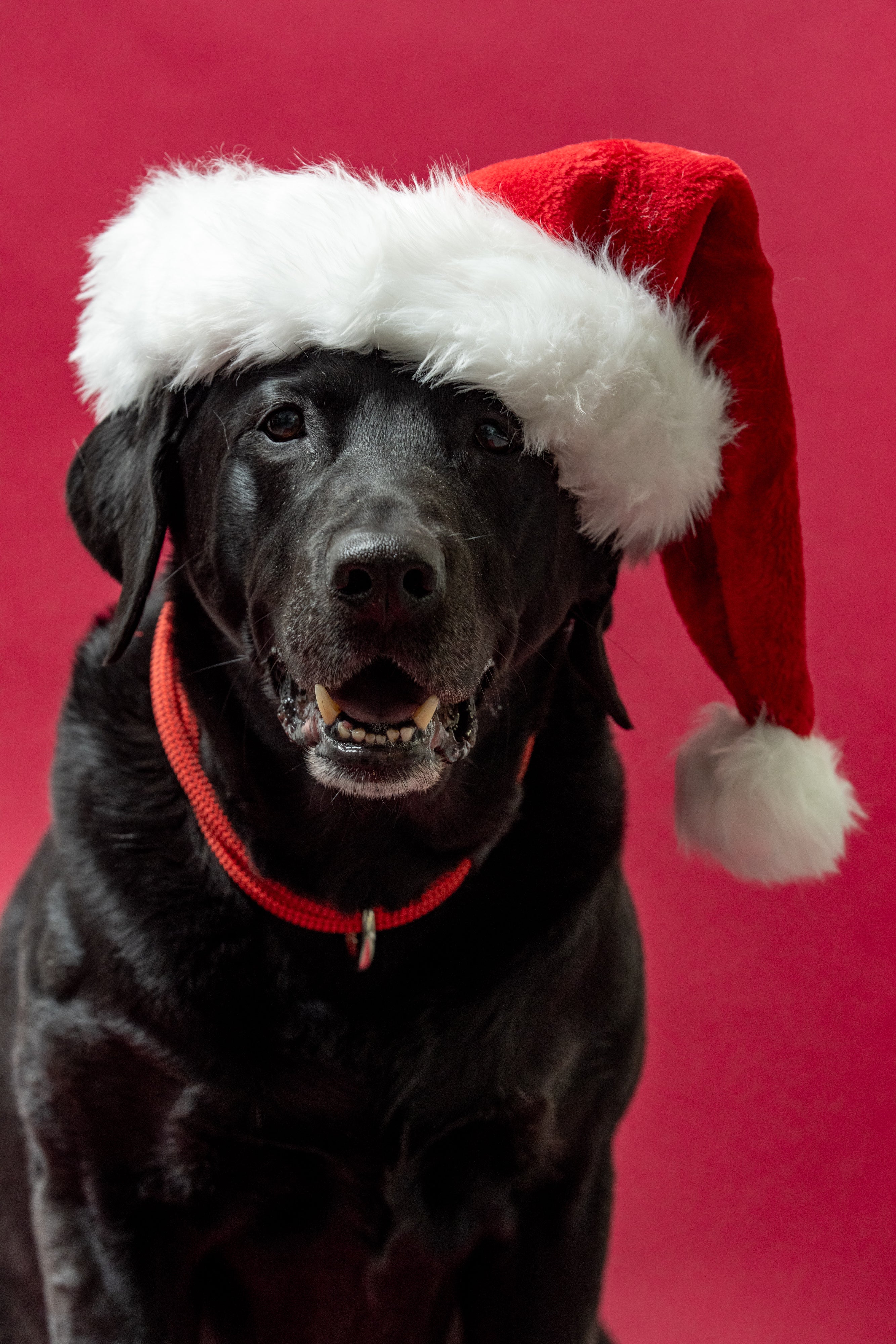 atlas the dog wearing a santa hat and atlas pet company lifetime collar in ruby