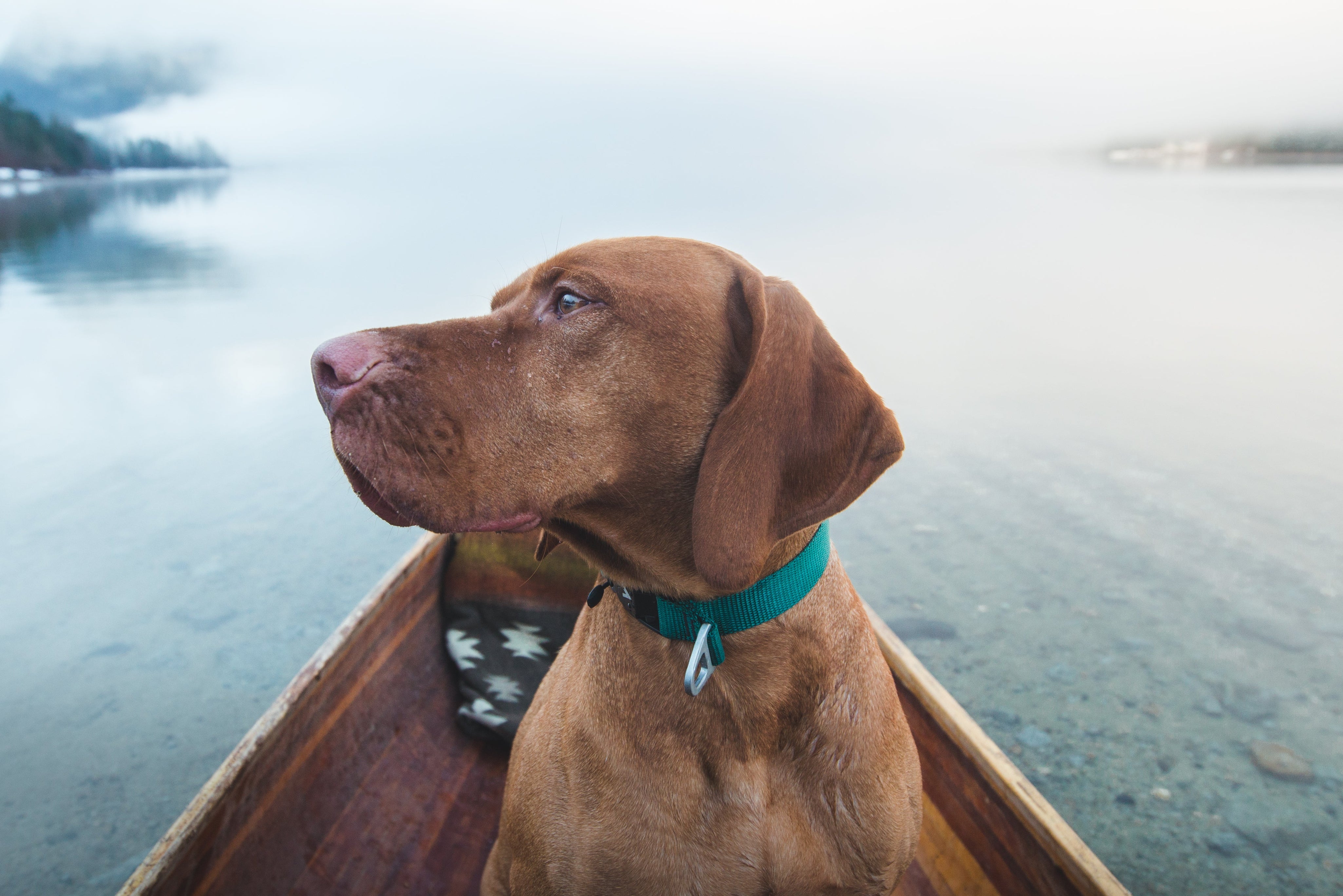 Lightweight Dog Collar