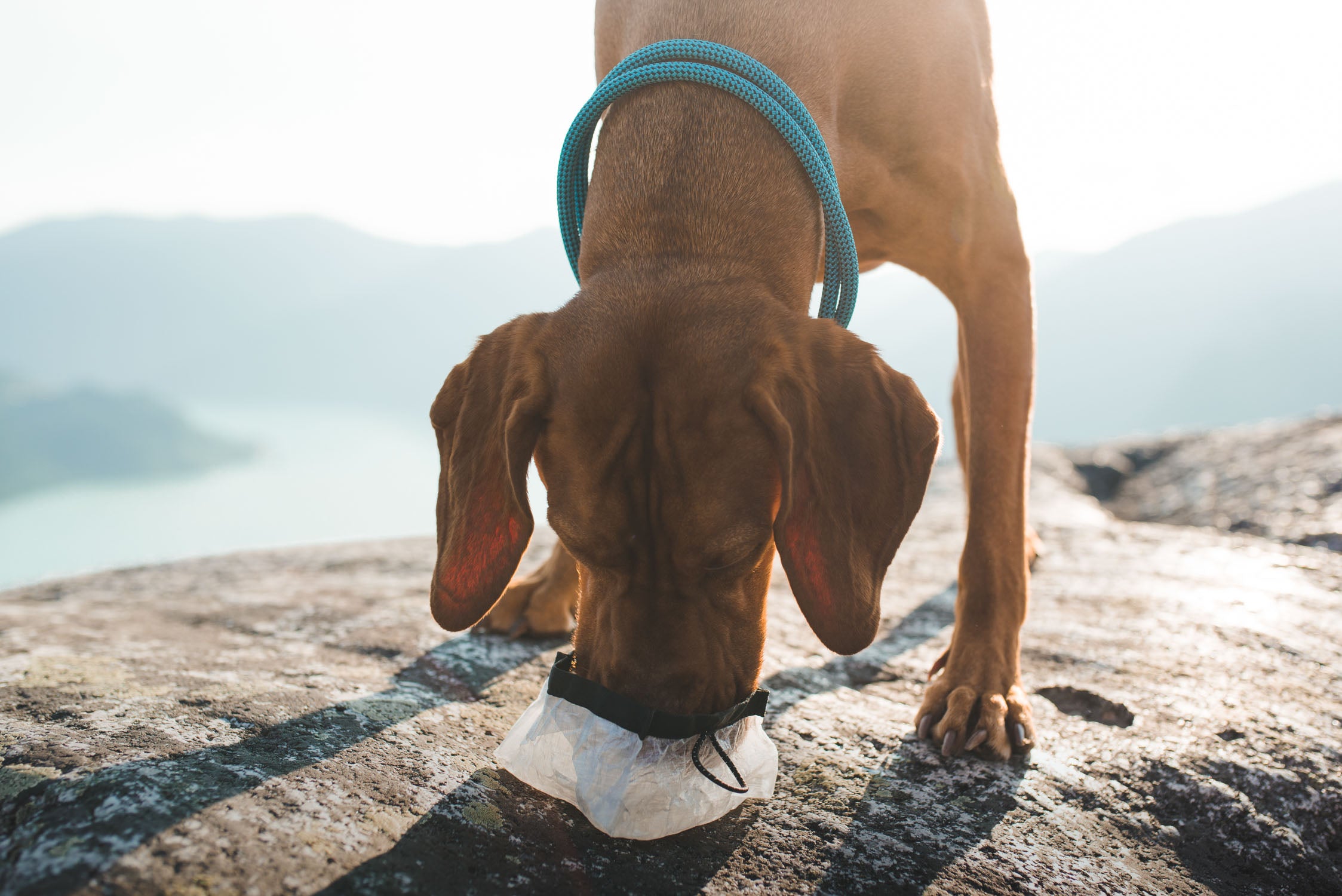 atlas pet company accessories collection hero