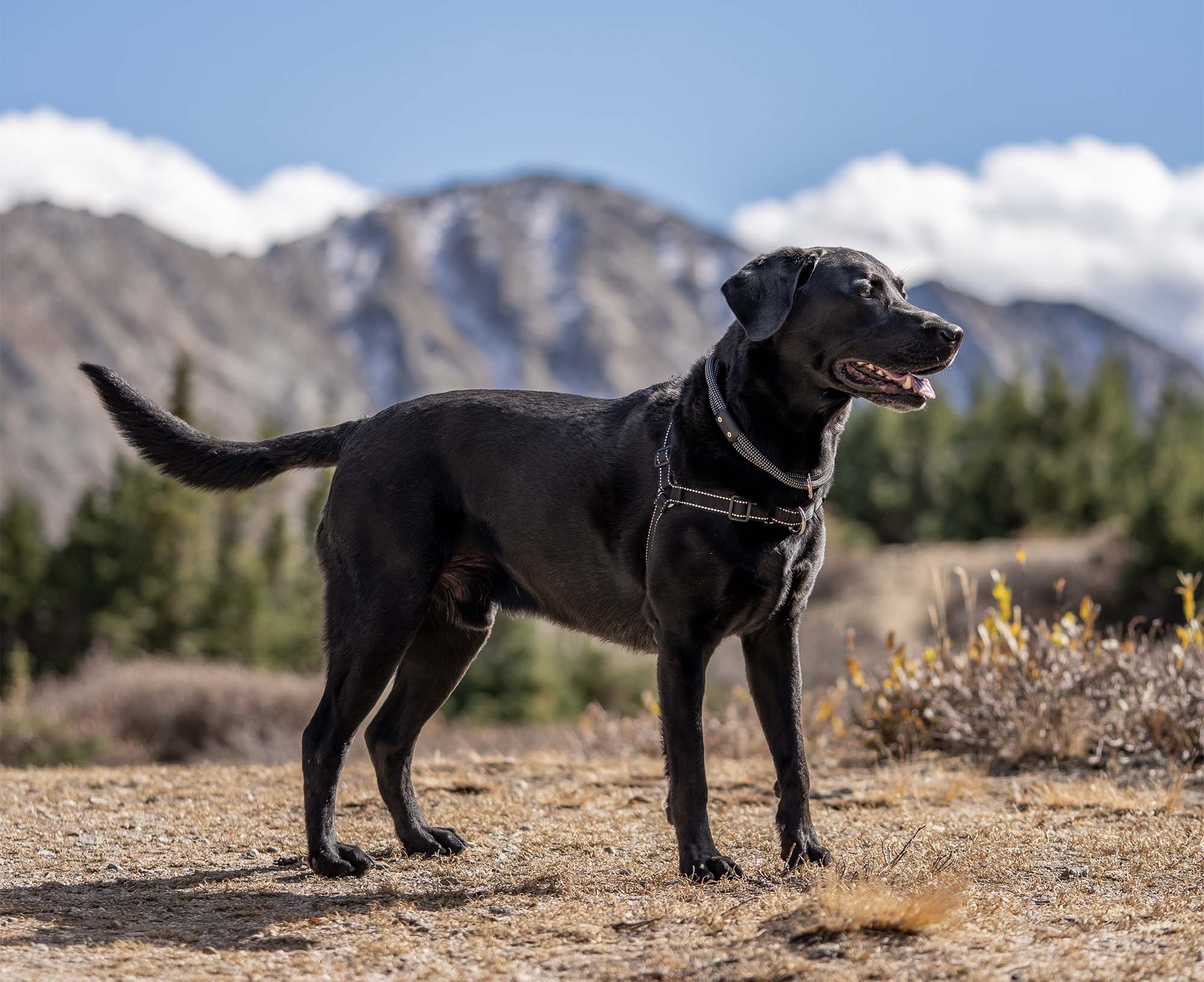 Lightweight Dog Harnesses