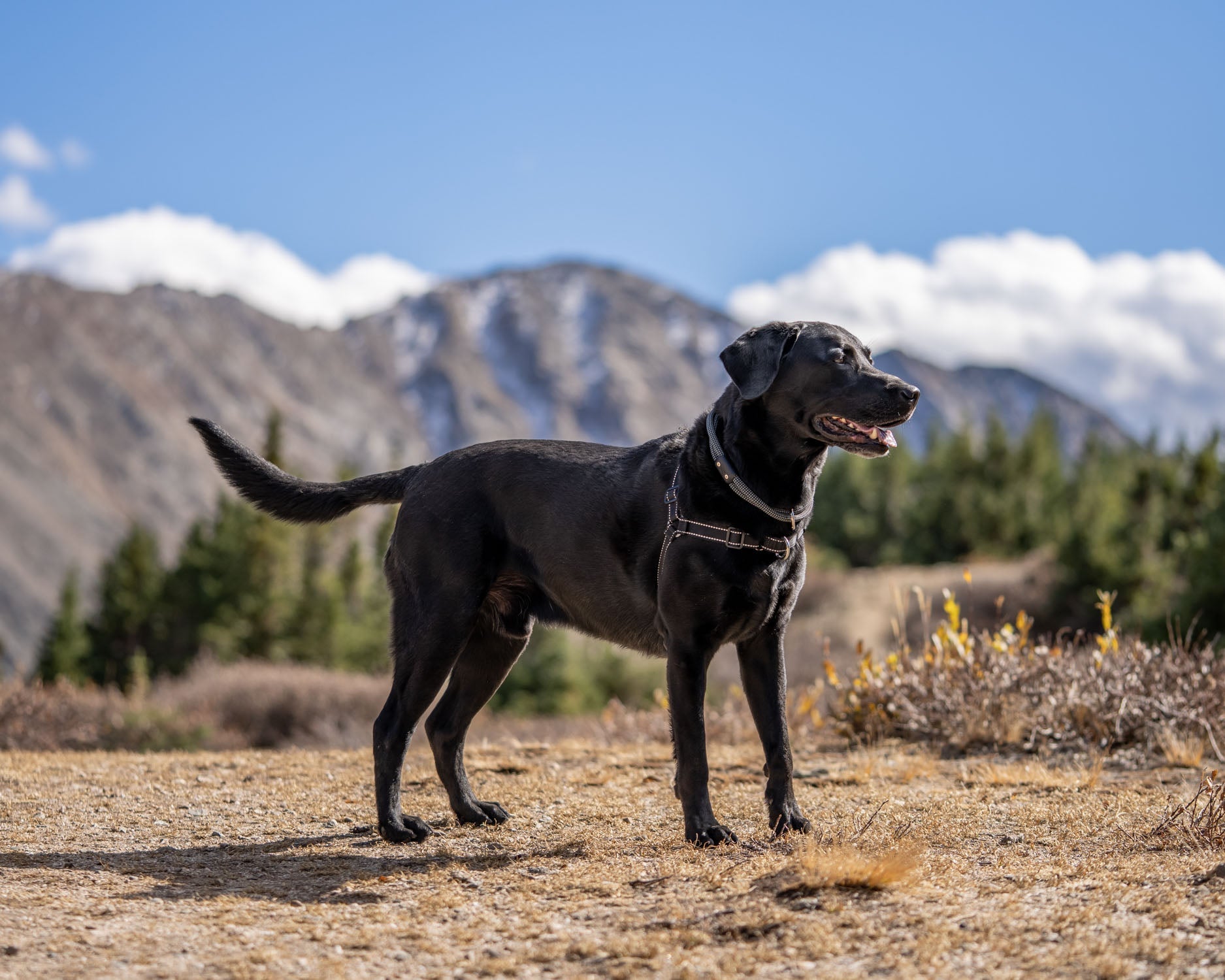 No-Pull Dog Harnesses 