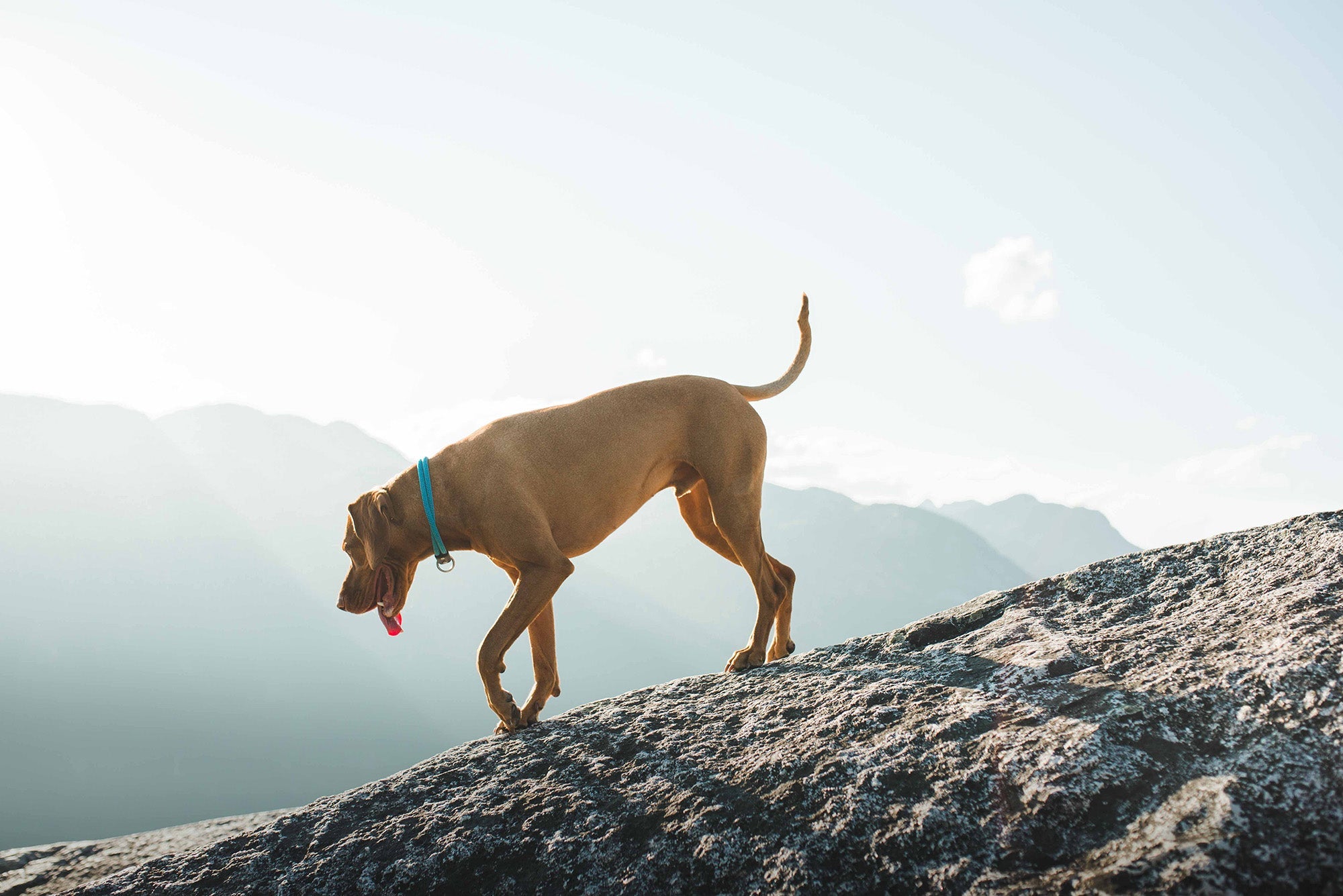 Handmade Dog Collars