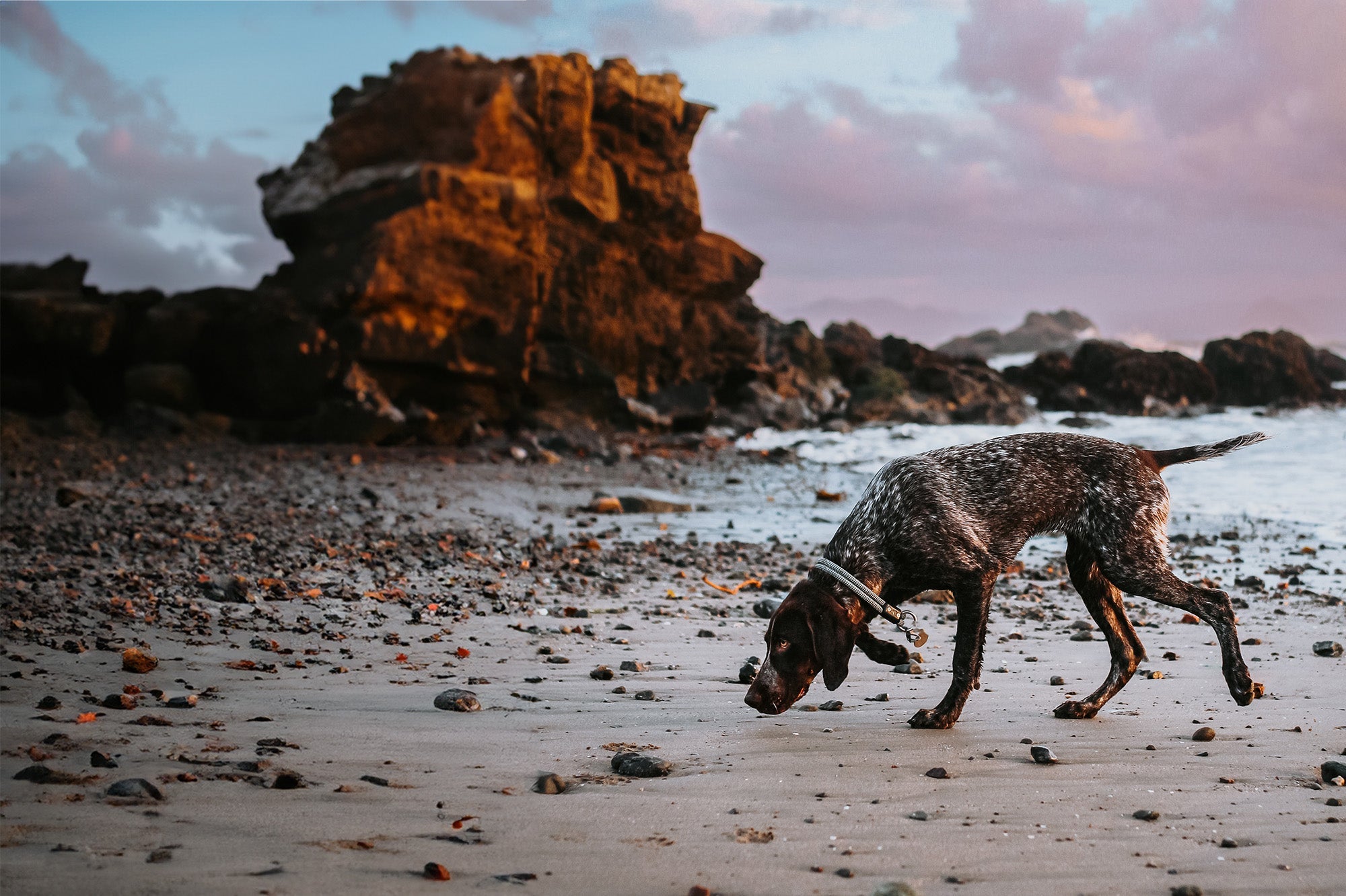 Fixed-Length Dog Collars