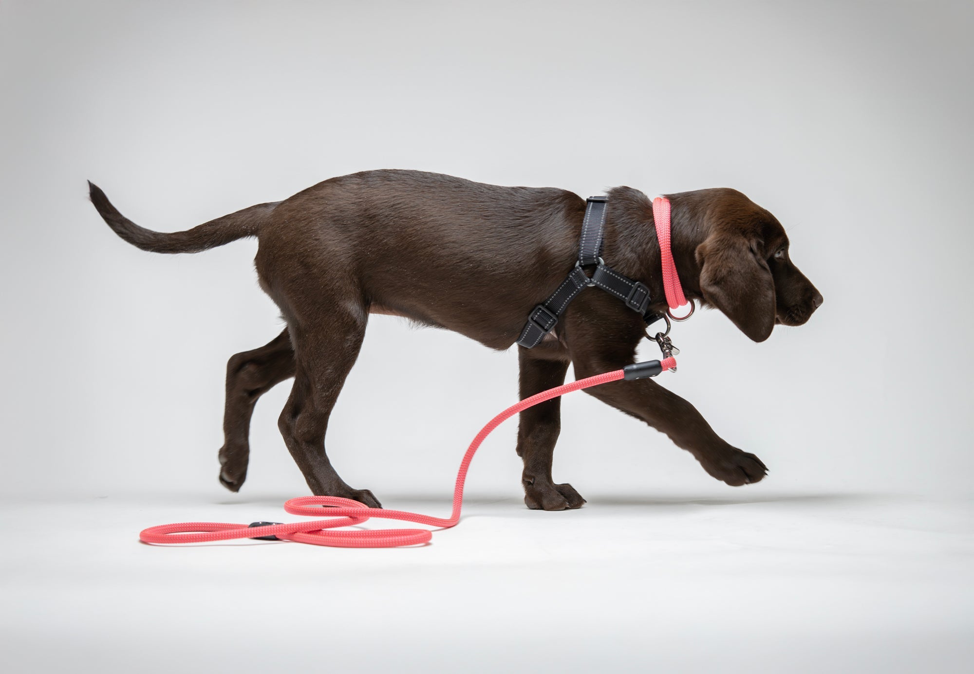 Odorless Dog Leashes