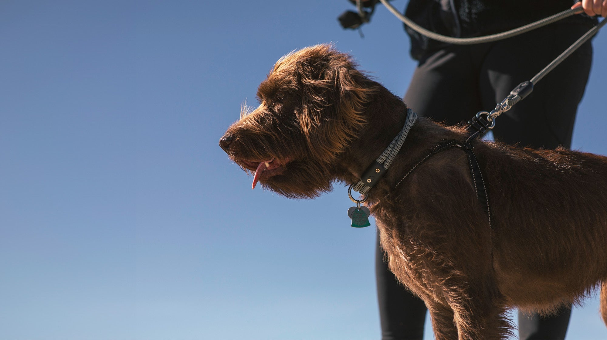 Lightweight Dog Leashes