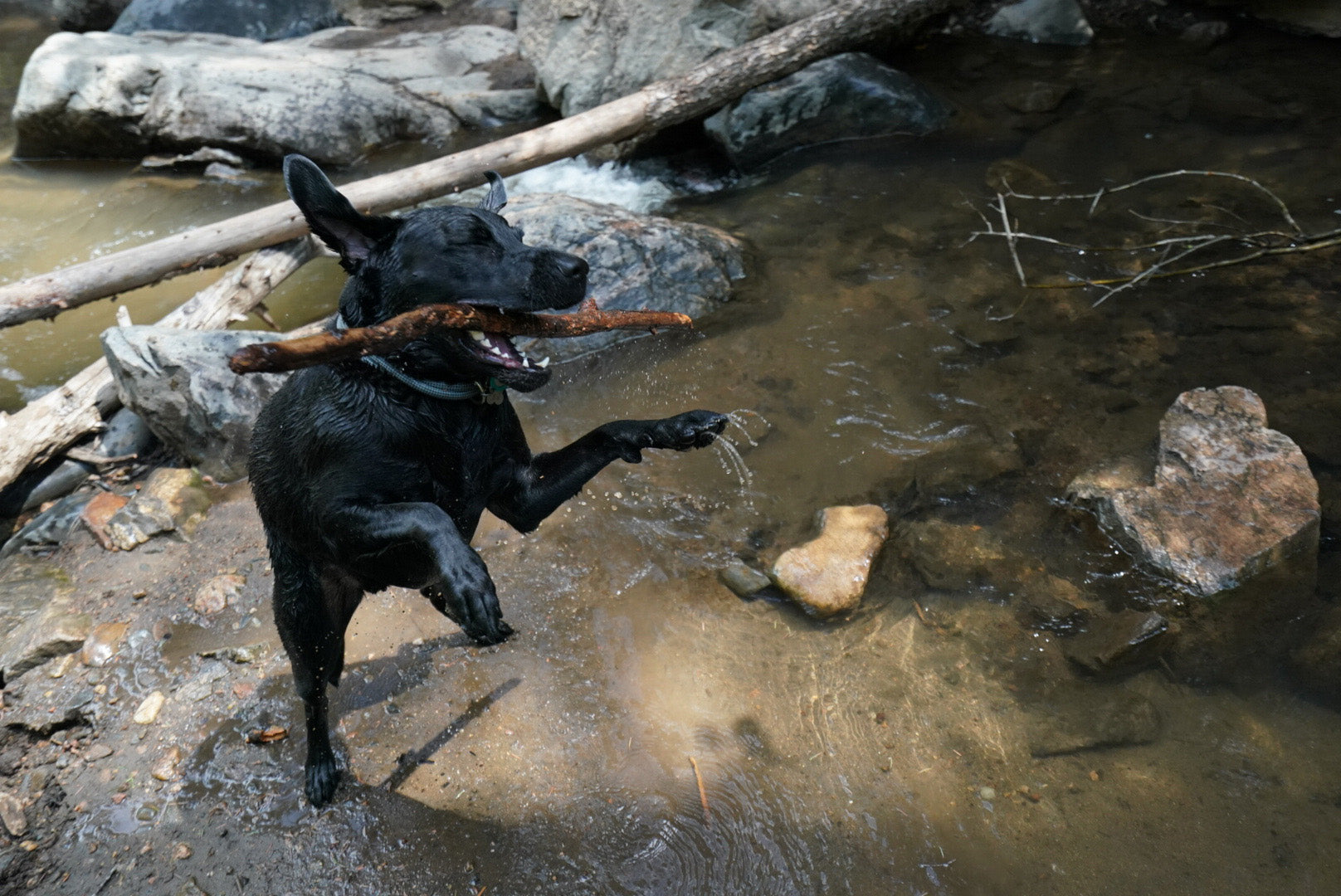 Waterproof Dog Collars