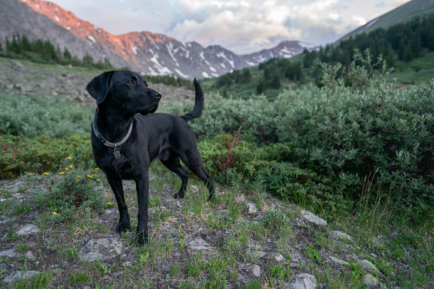 Slip-On Dog Collars
